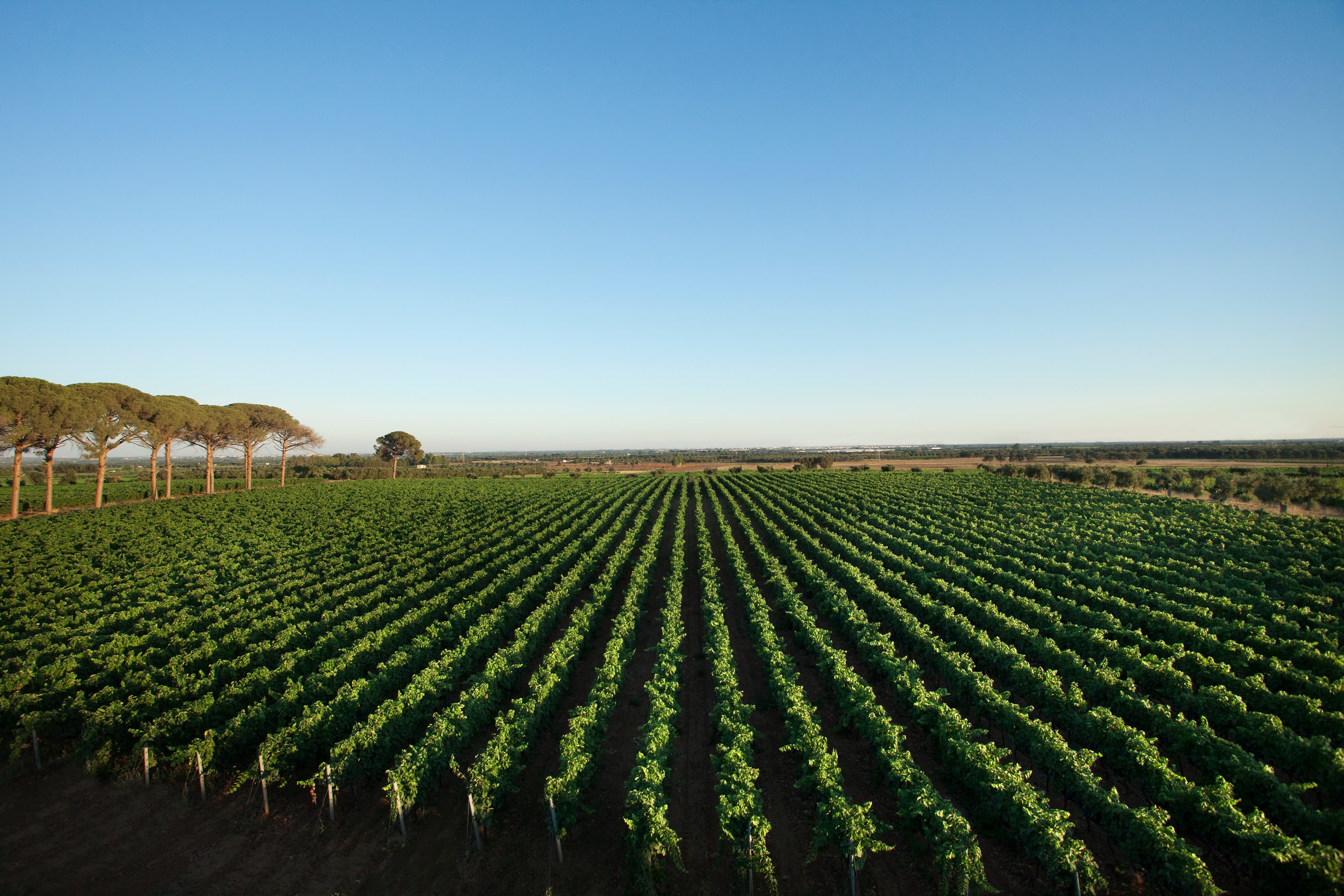 Vigneto, cantina o territorio del vino