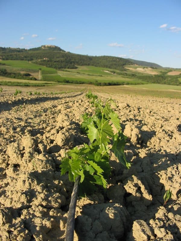 Vigneto, cantina o territorio del vino