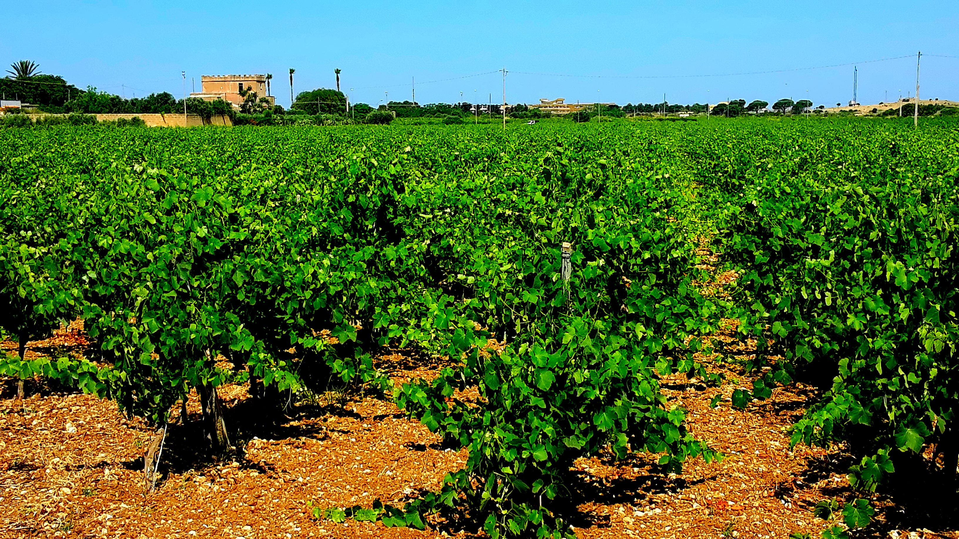 Vigneto, cantina o territorio del vino