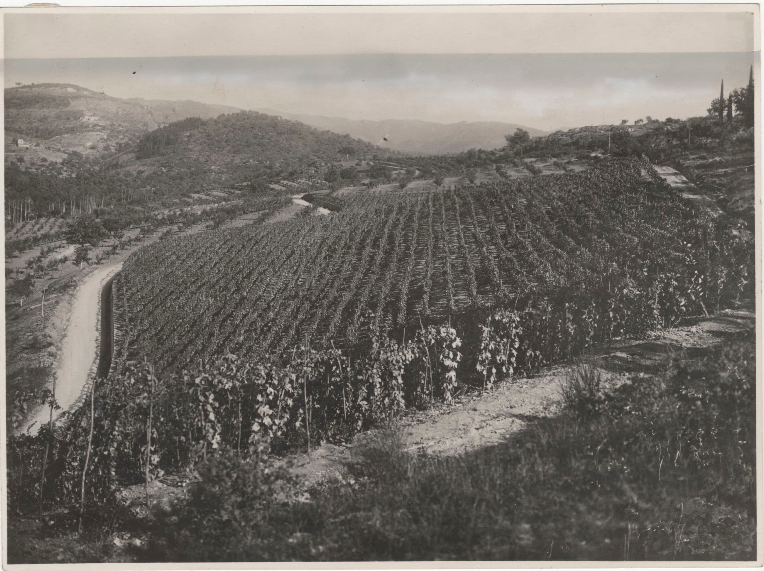 Vigneto, cantina o territorio del vino
