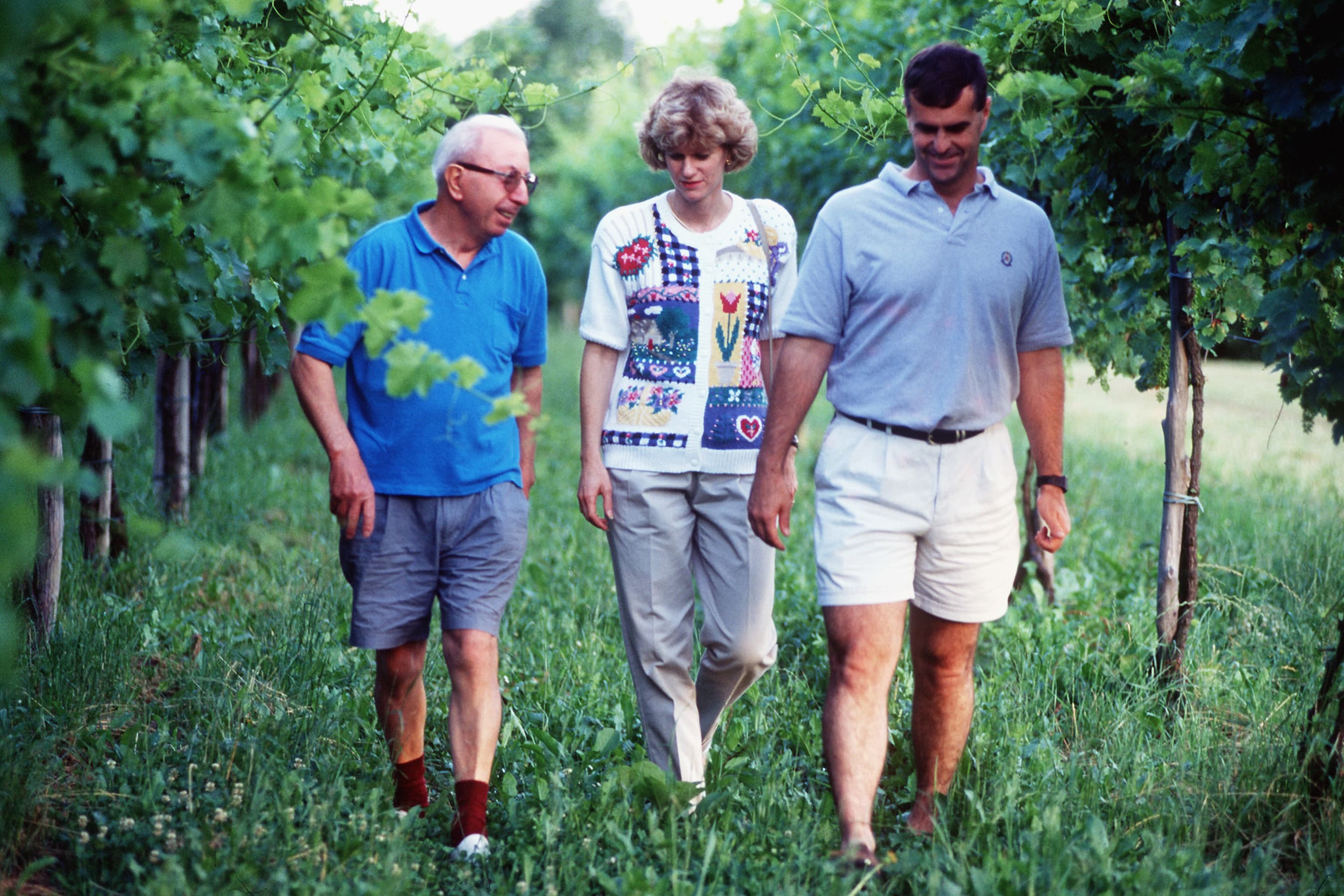 Vigneto, cantina o territorio del vino