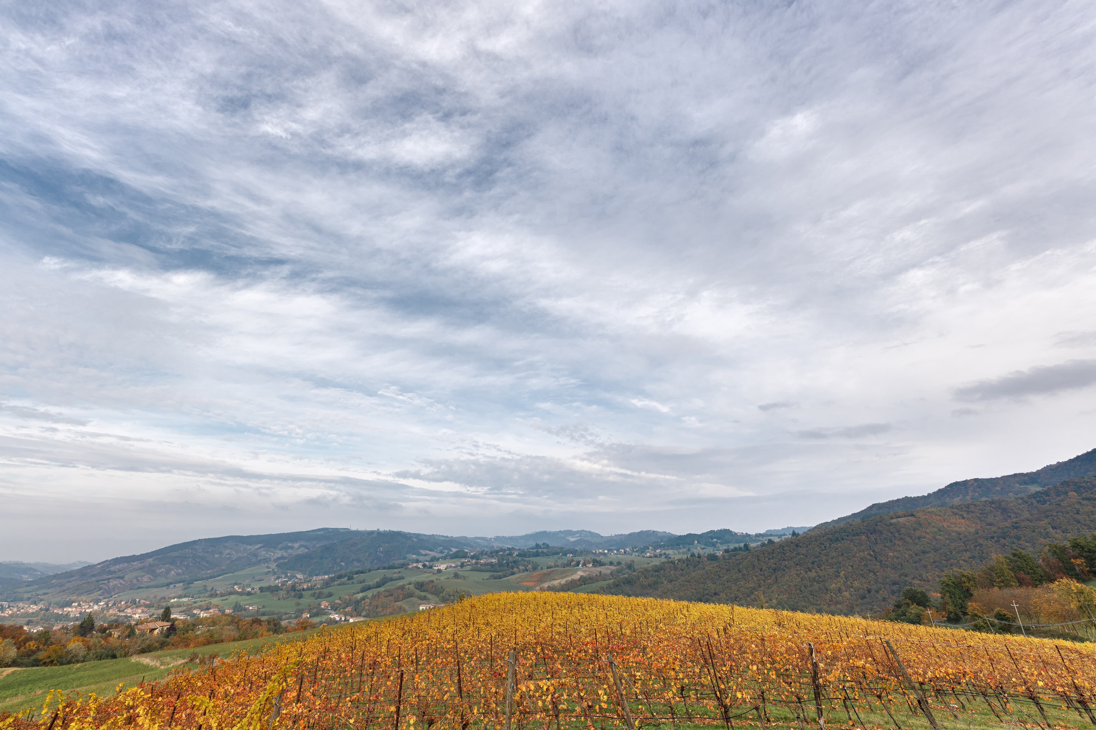 Vigneto, cantina o territorio del vino