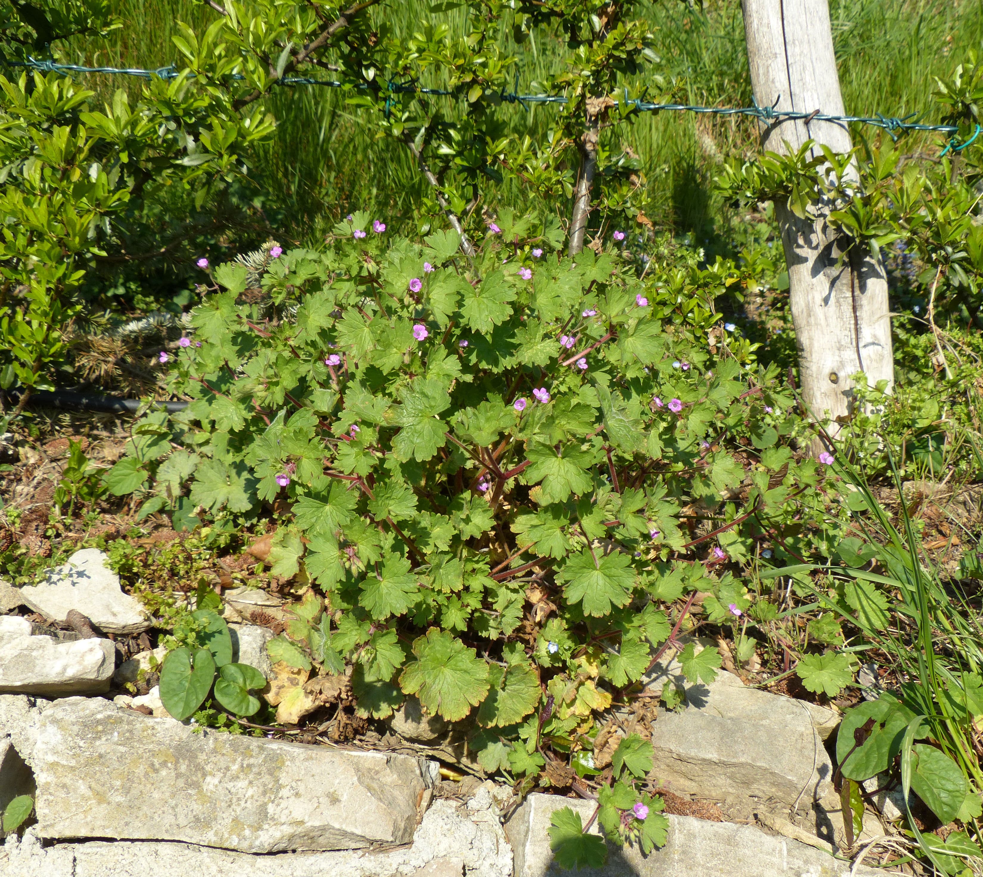 Vigneto, cantina o territorio del vino