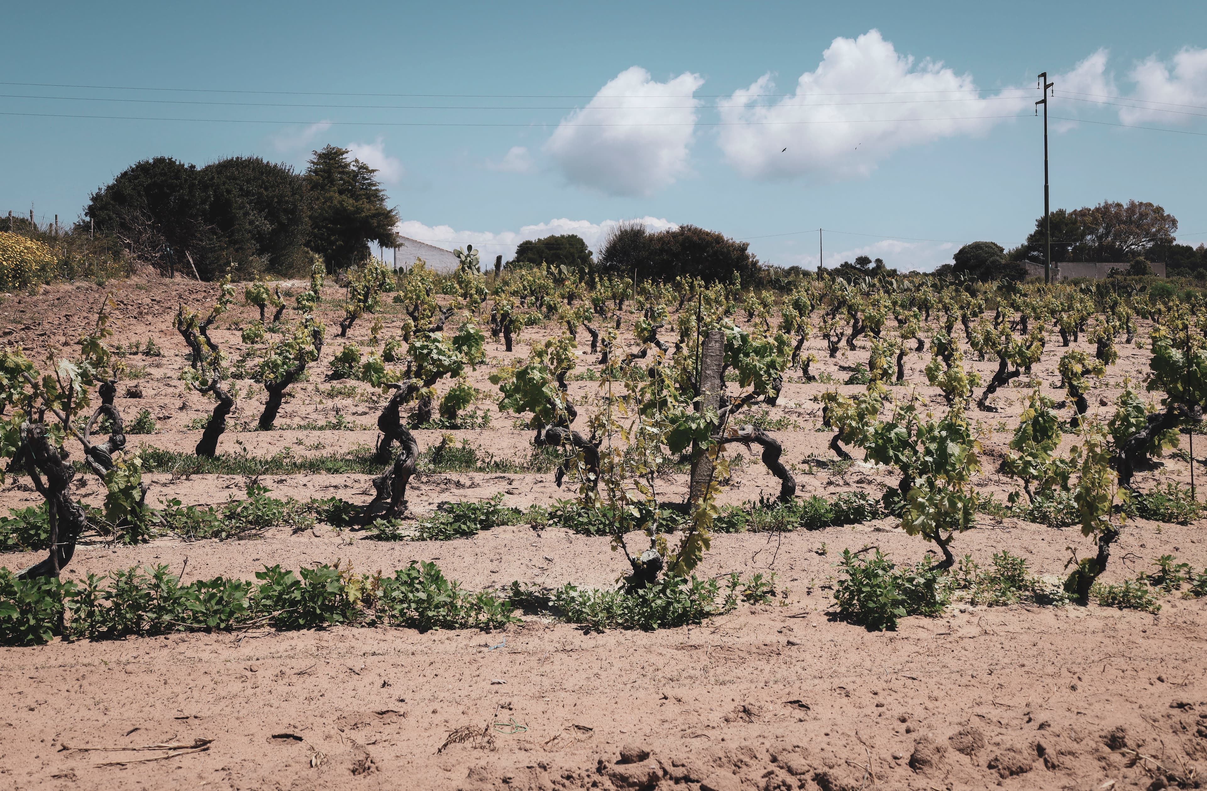 Vigneto, cantina o territorio del vino