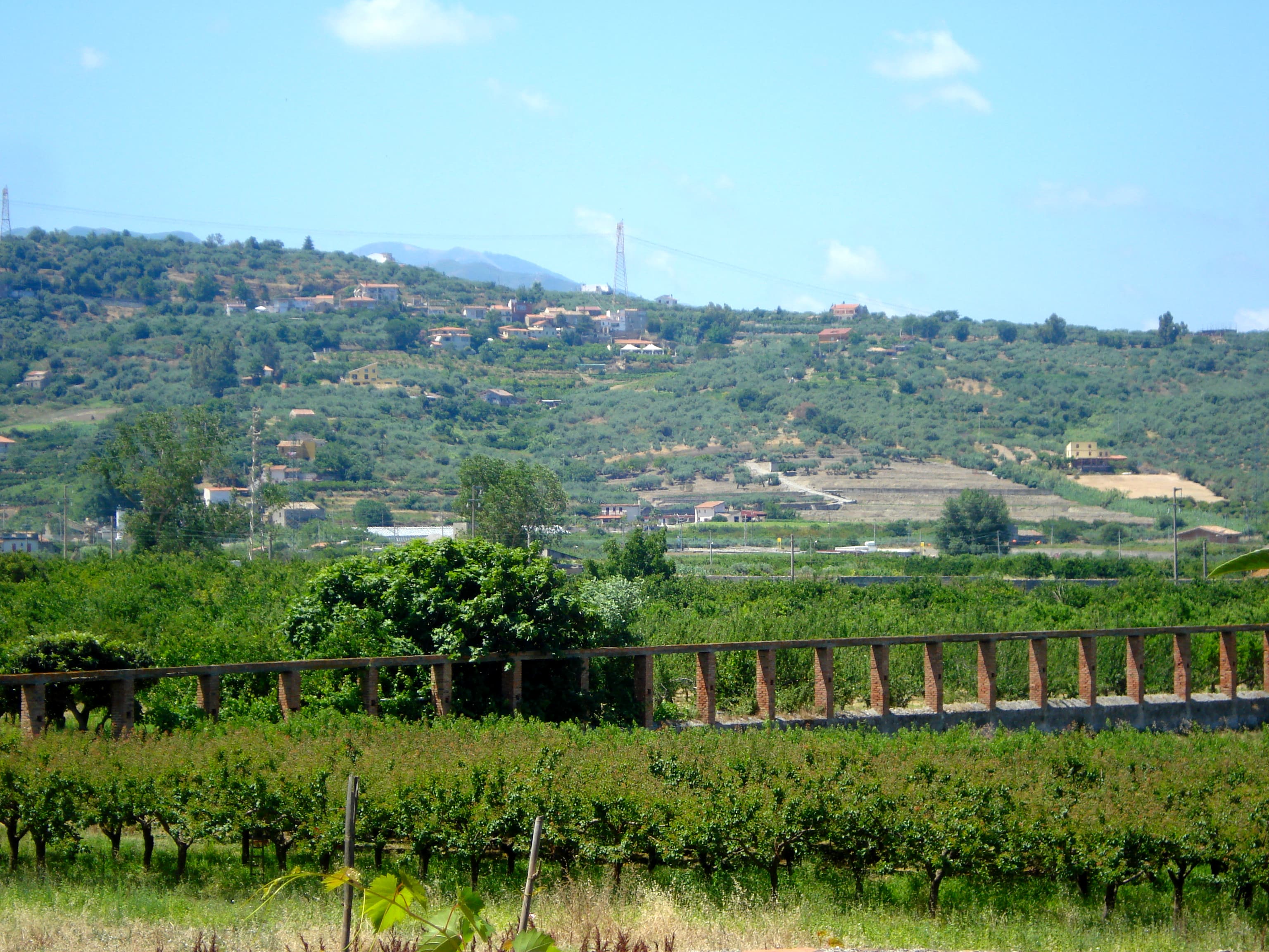 Vigneto, cantina o territorio del vino
