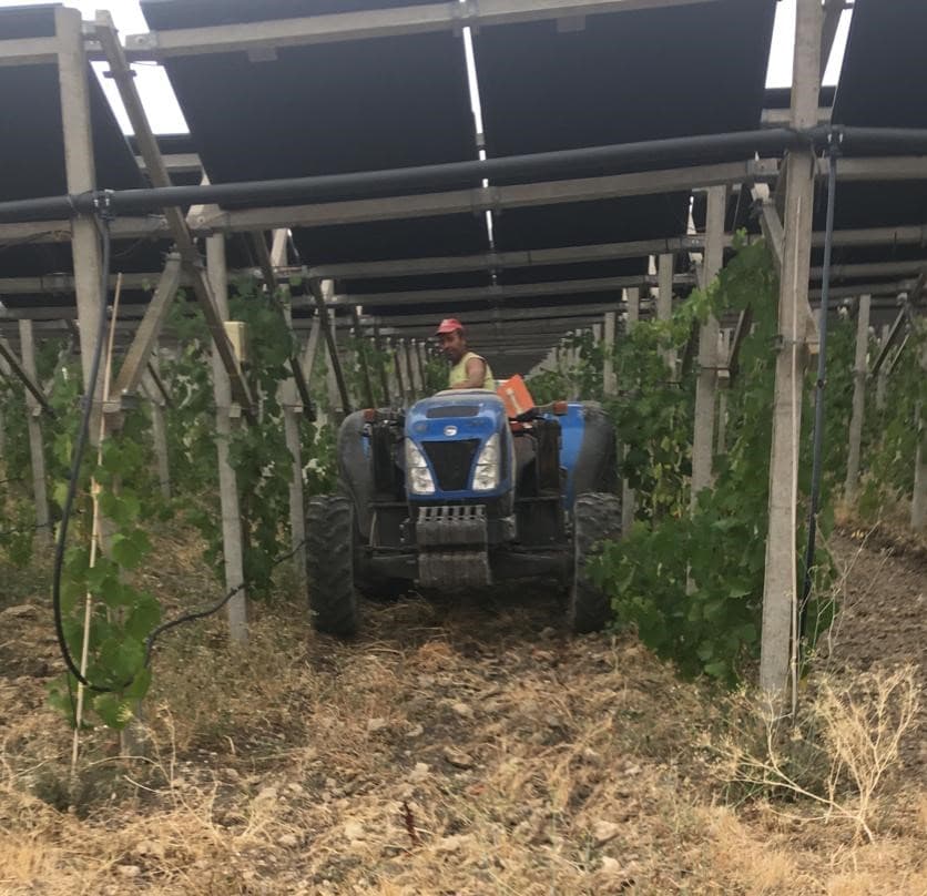 Vigneto, cantina o territorio del vino