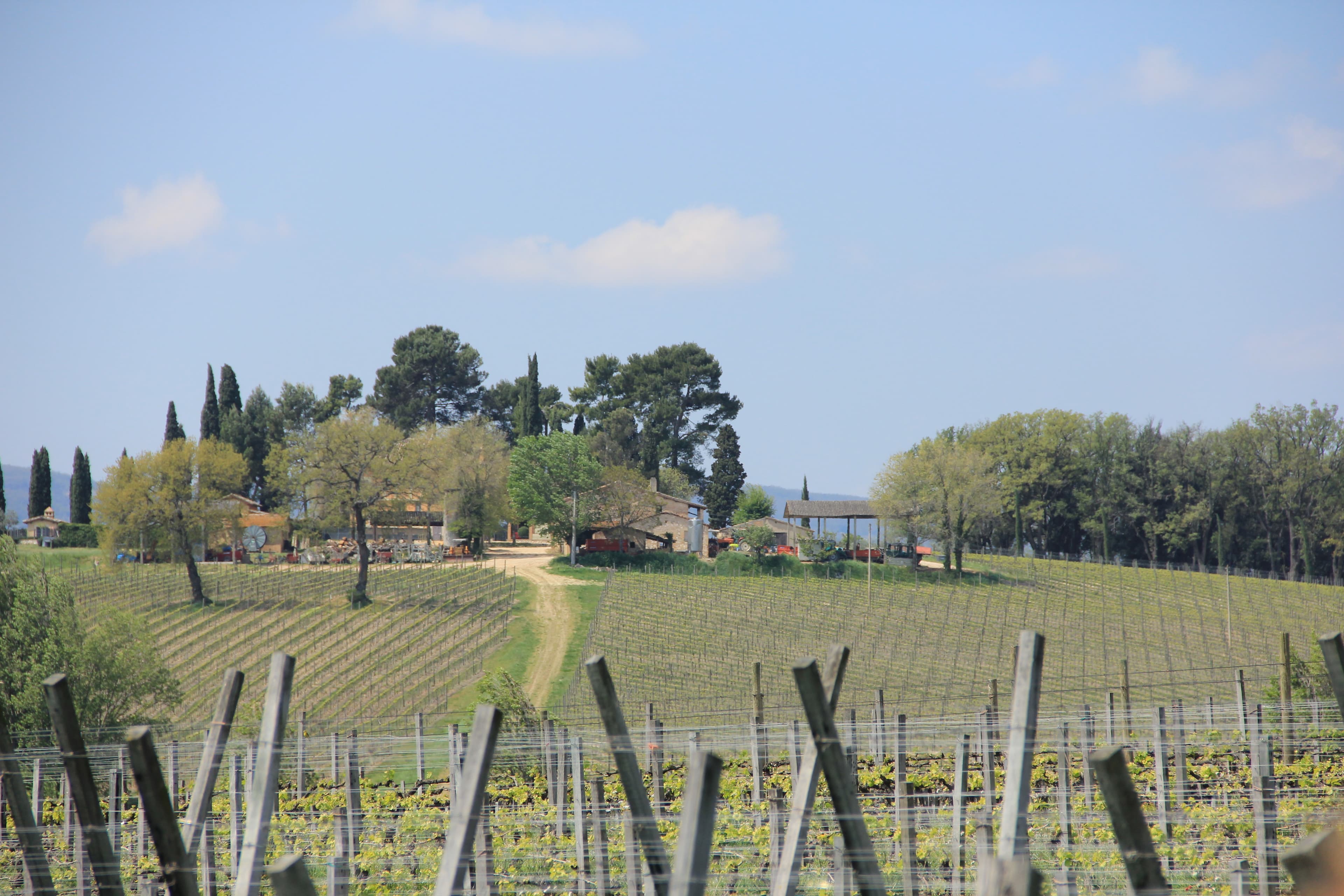 Vigneto, cantina o territorio del vino