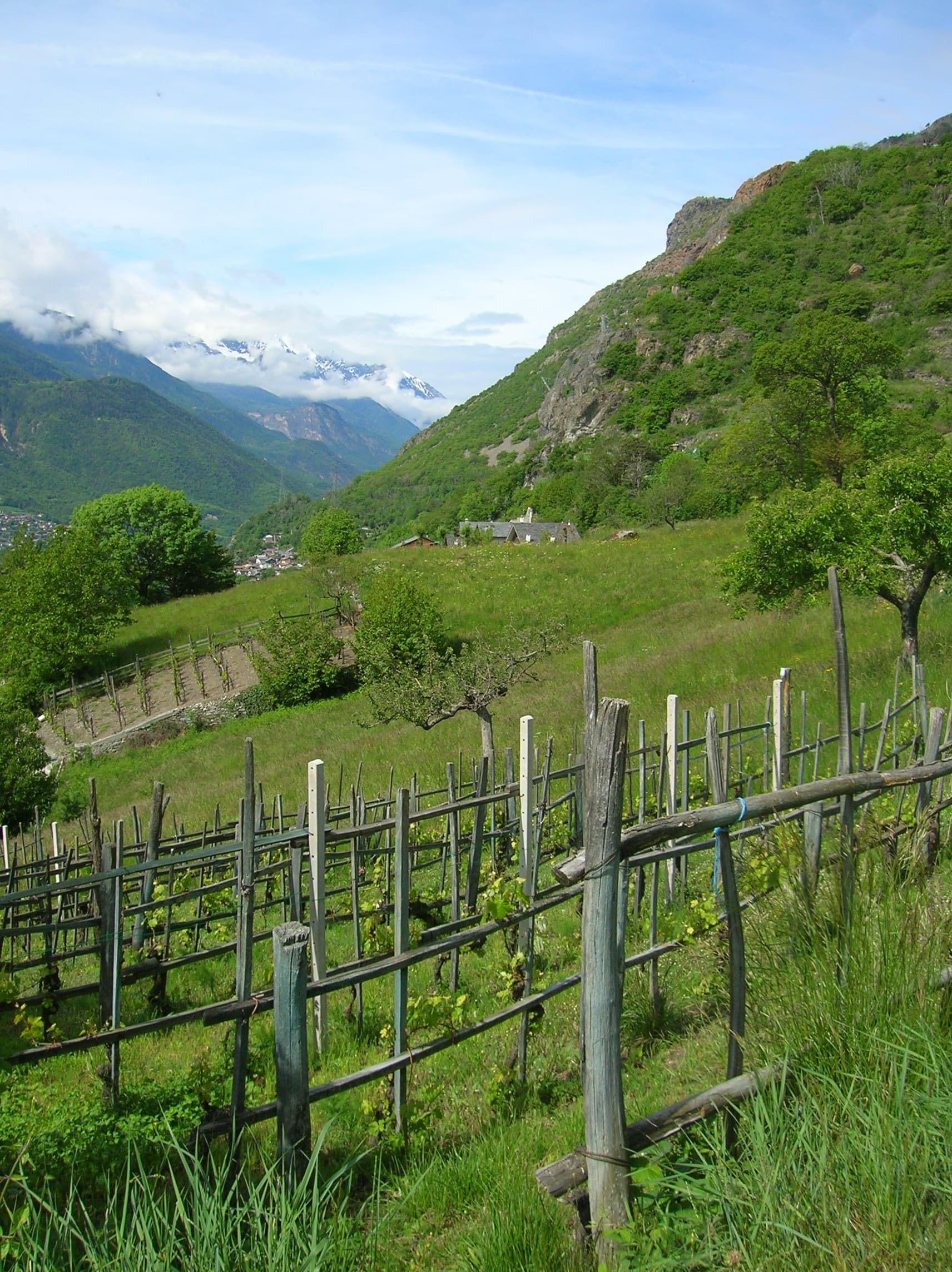 Vigneto, cantina o territorio del vino