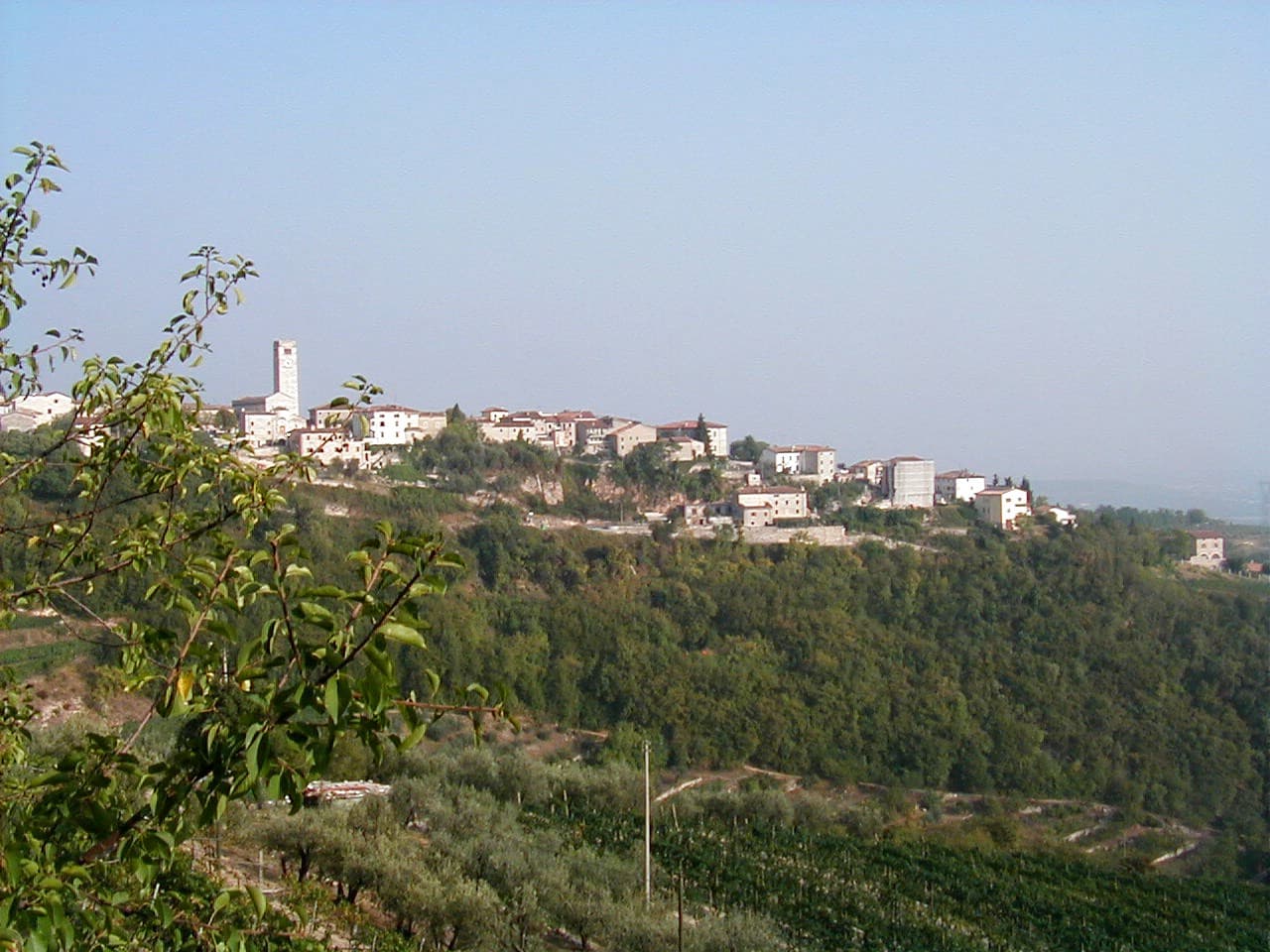 Vigneto, cantina o territorio del vino