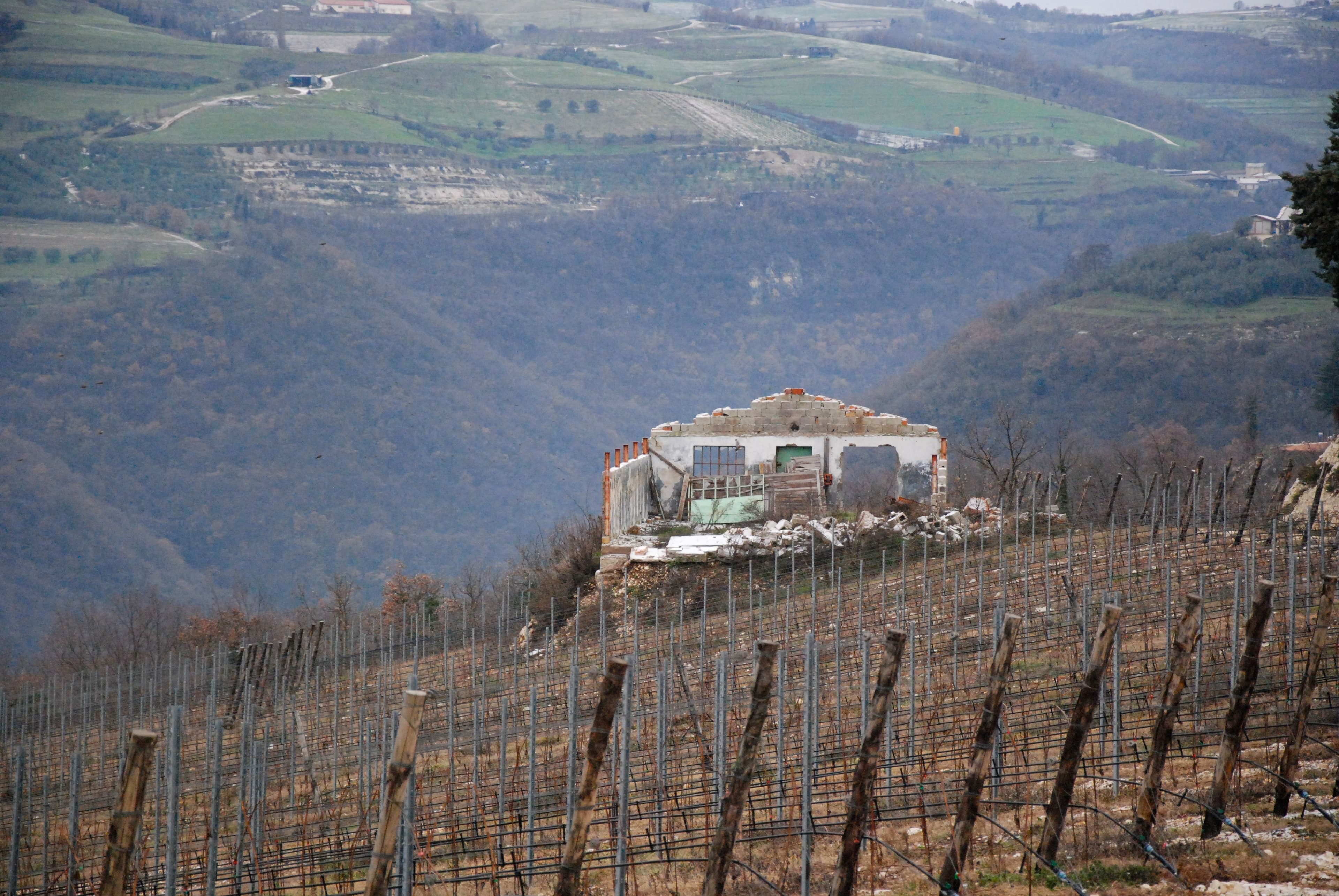 Vigneto, cantina o territorio del vino