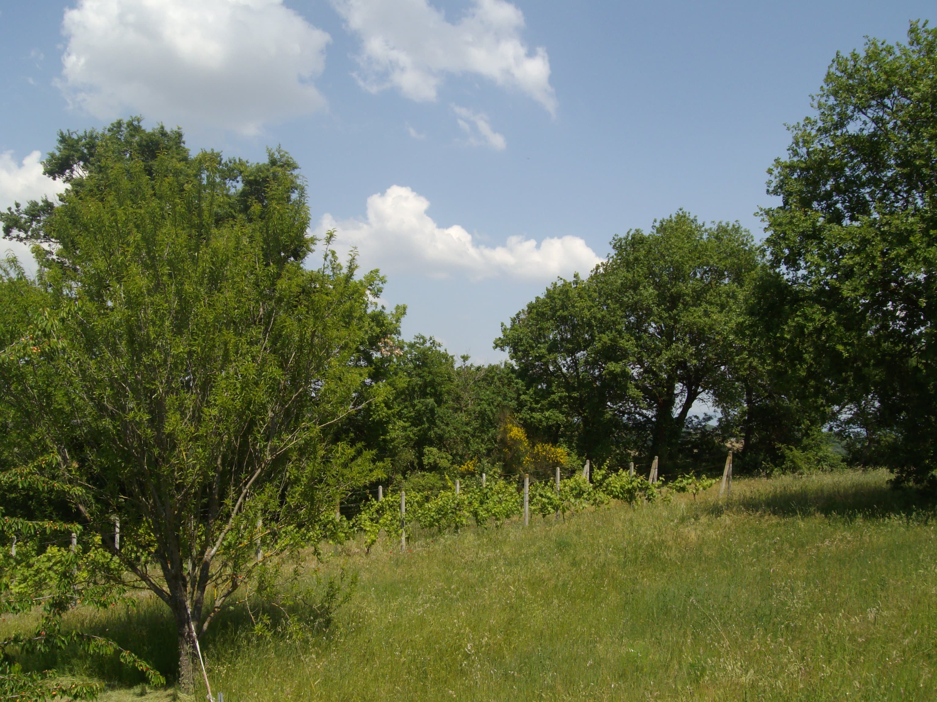 Vigneto, cantina o territorio del vino