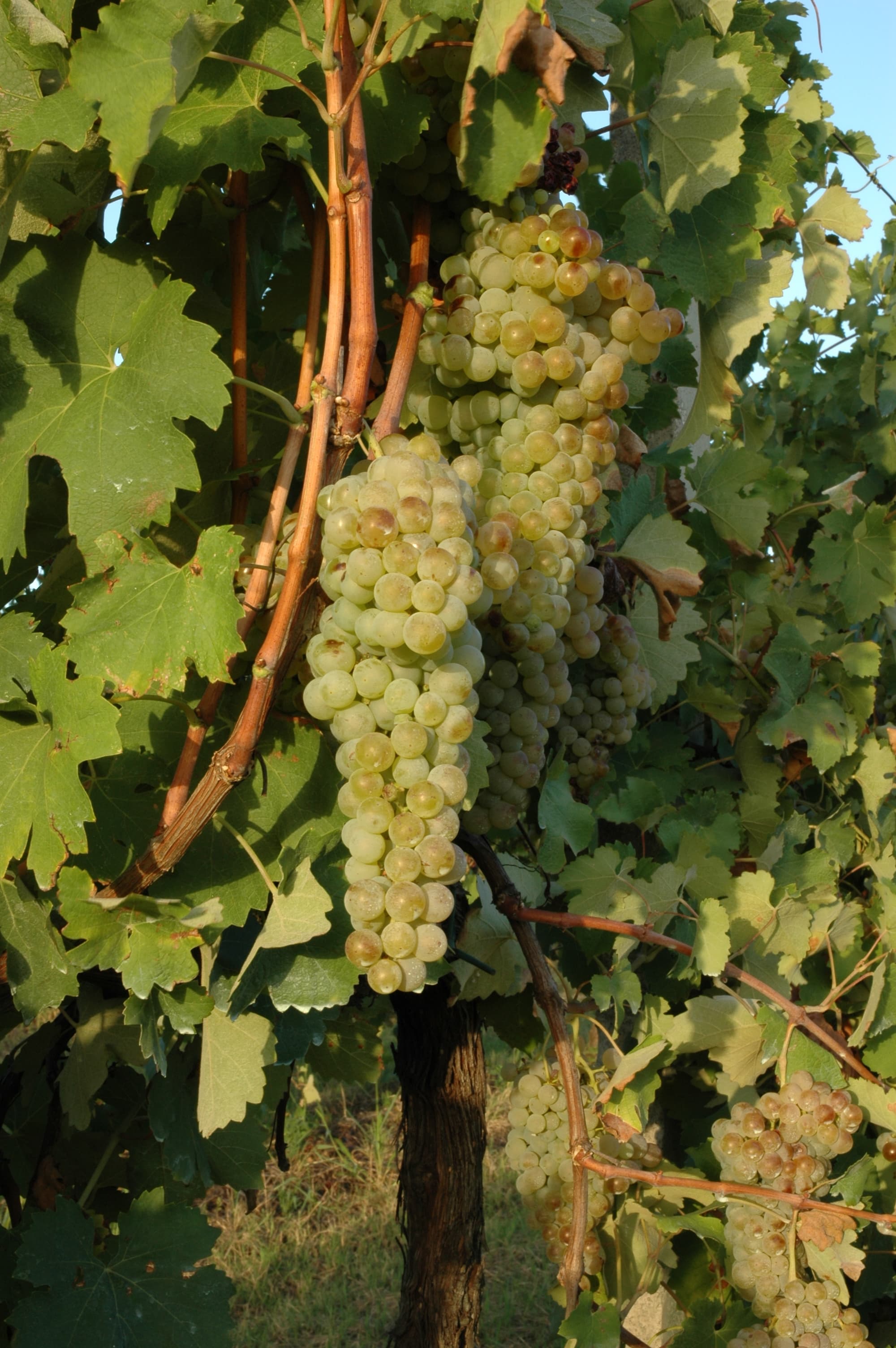 Vigneto, cantina o territorio del vino