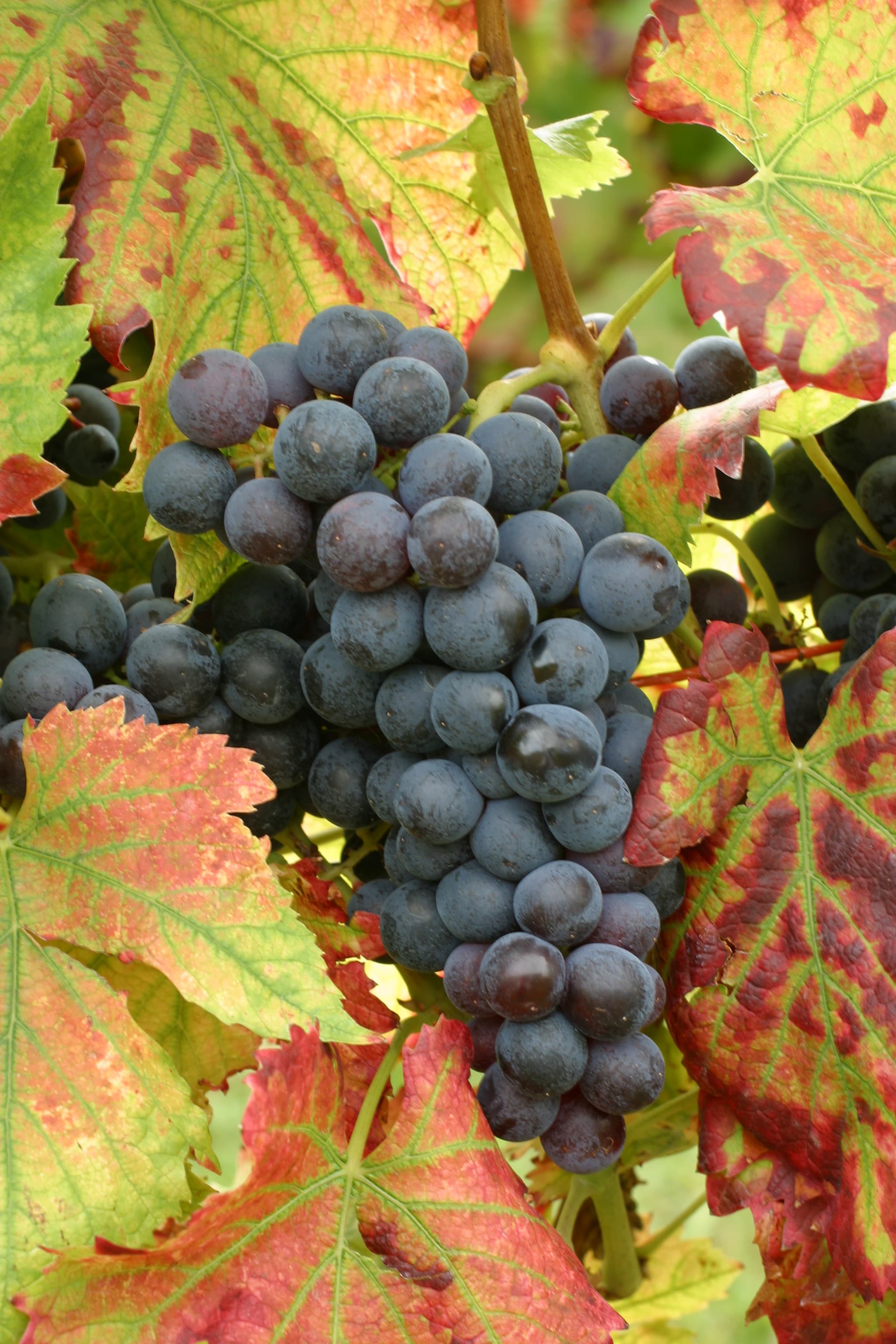 Vigneto, cantina o territorio del vino