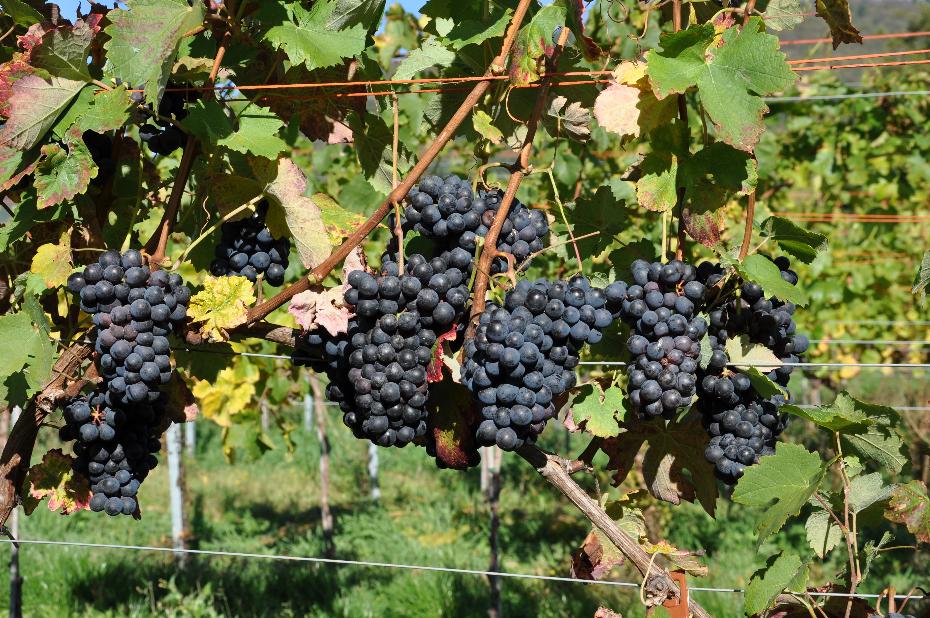 Vigneto, cantina o territorio del vino