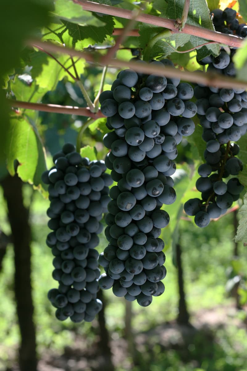 Vigneto, cantina o territorio del vino