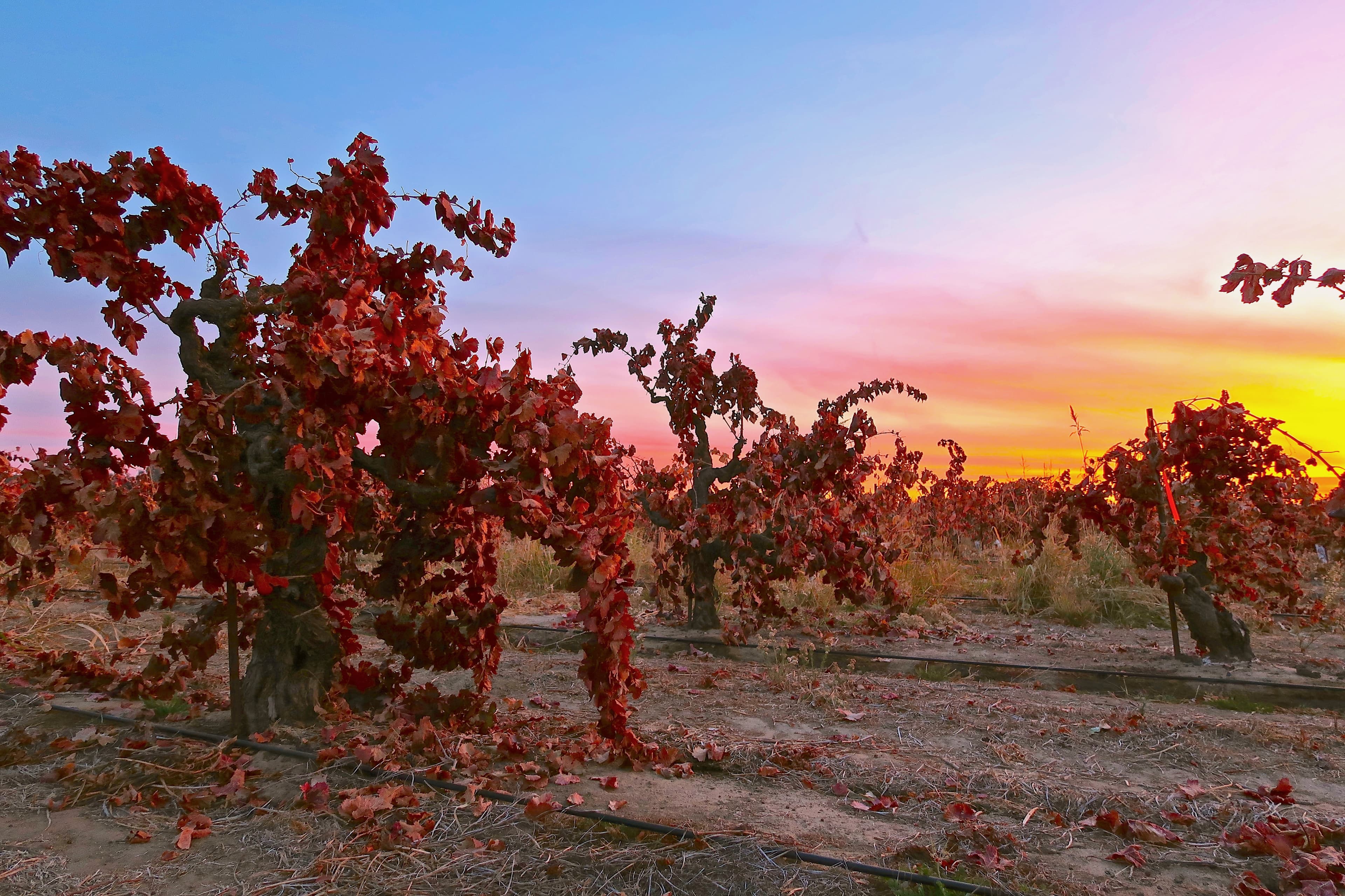 Vigneto, cantina o territorio del vino