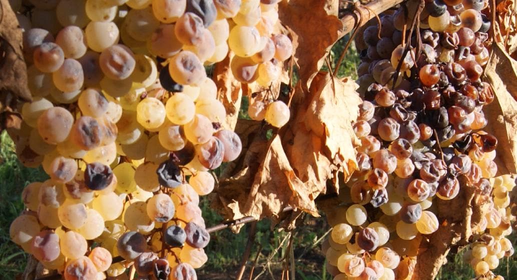 Vigneto, cantina o territorio del vino