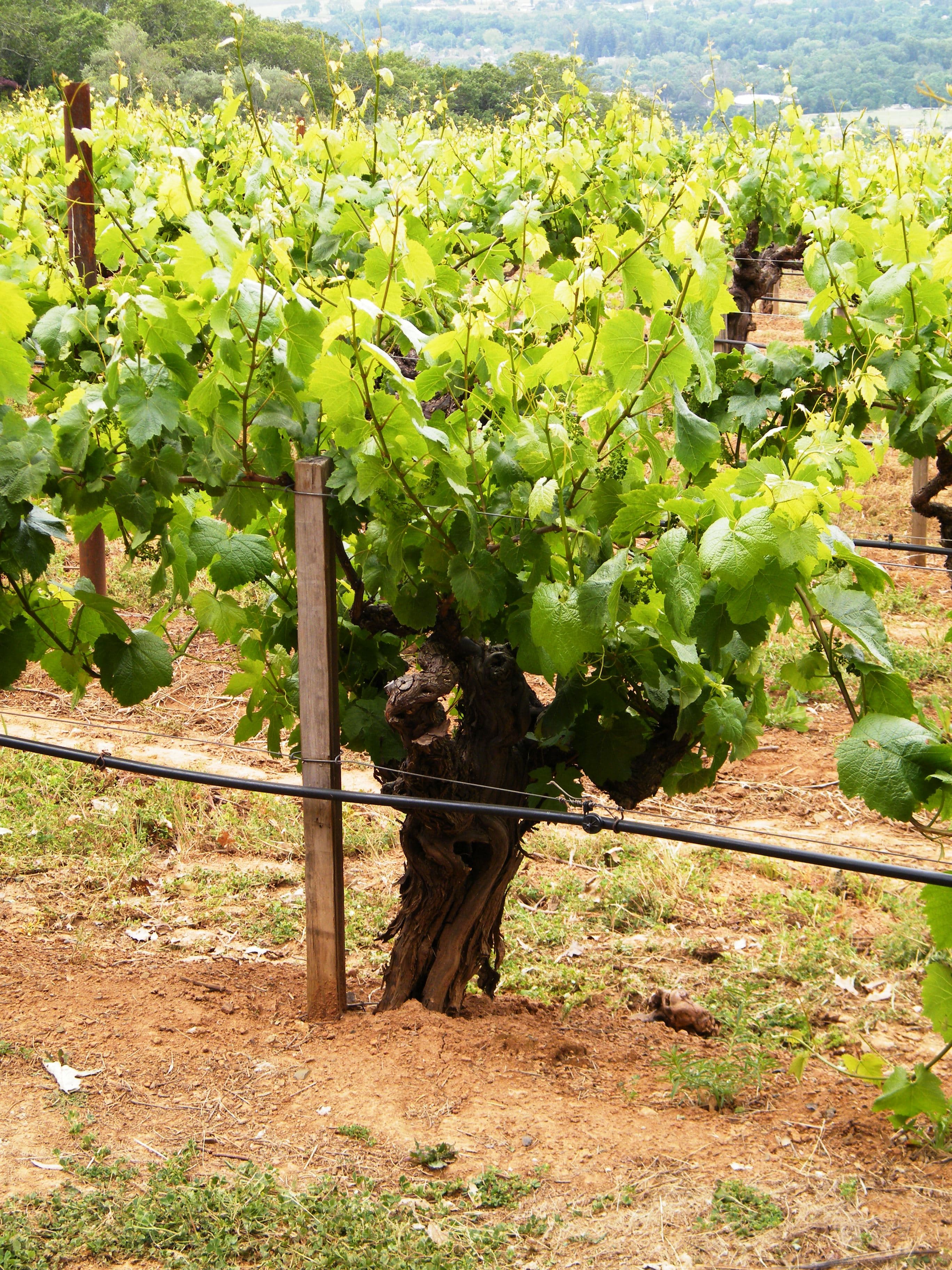 Vigneto, cantina o territorio del vino
