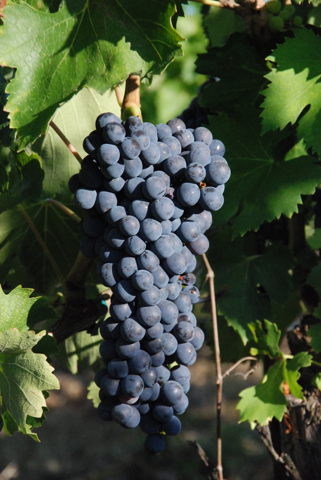 Vigneto, cantina o territorio del vino