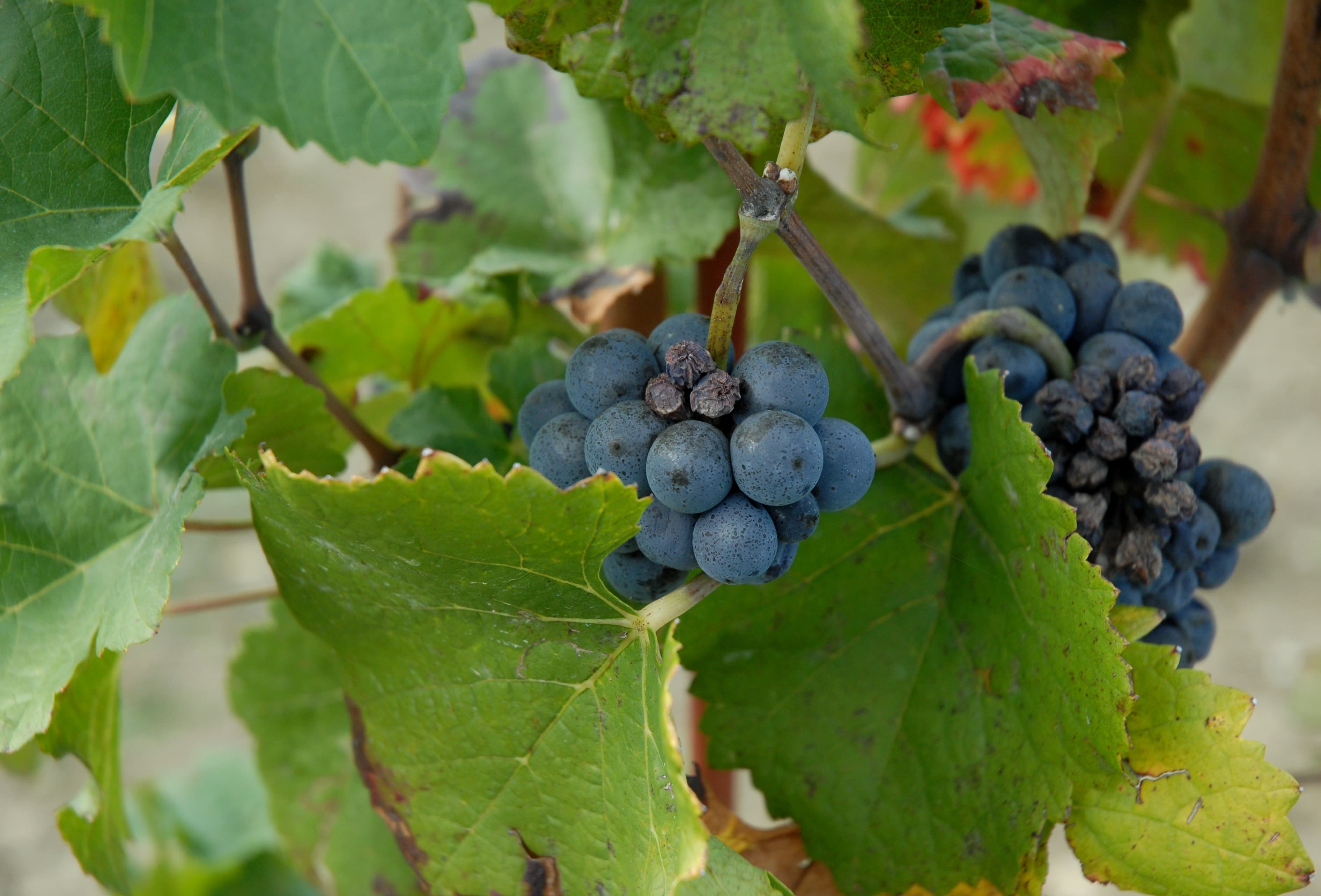 Vigneto, cantina o territorio del vino