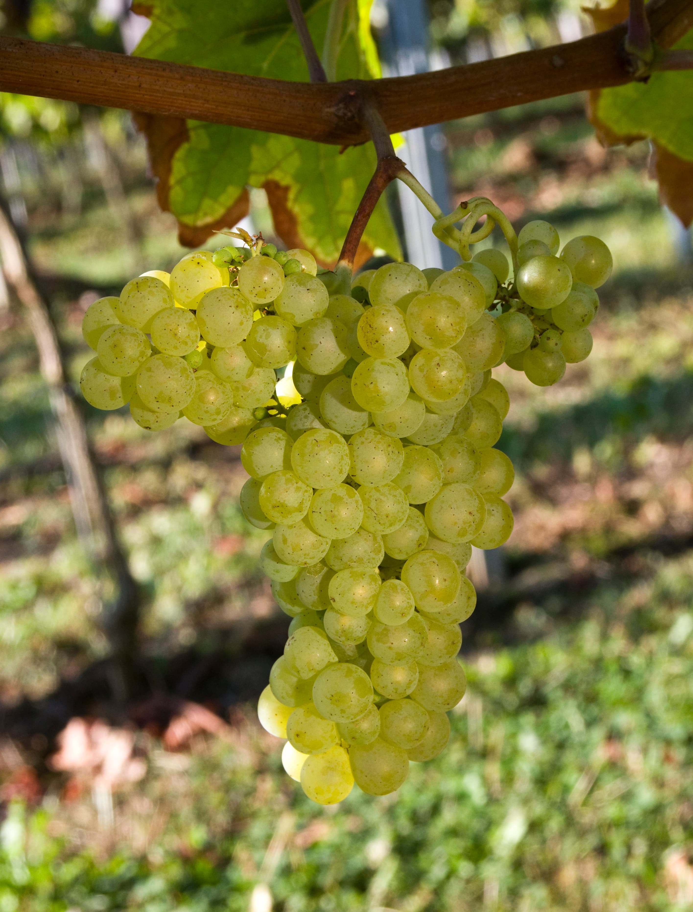 Vigneto, cantina o territorio del vino