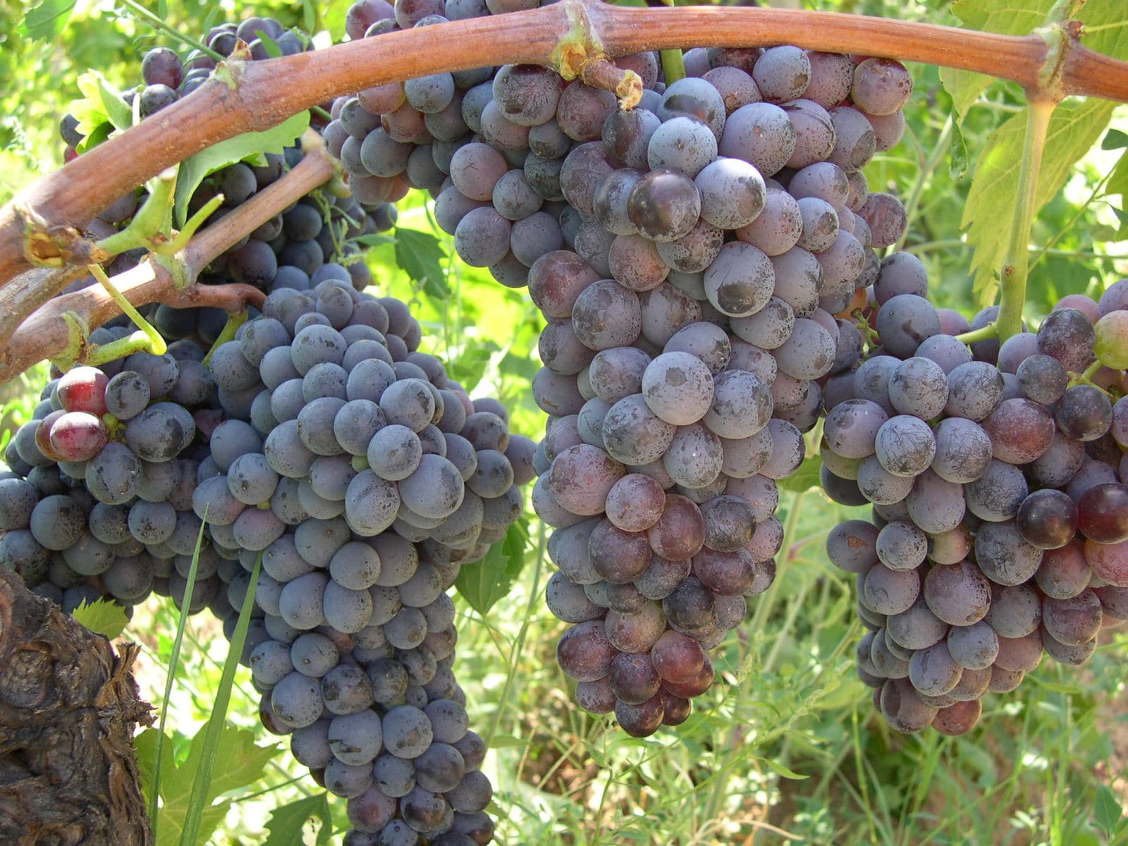 Vigneto, cantina o territorio del vino