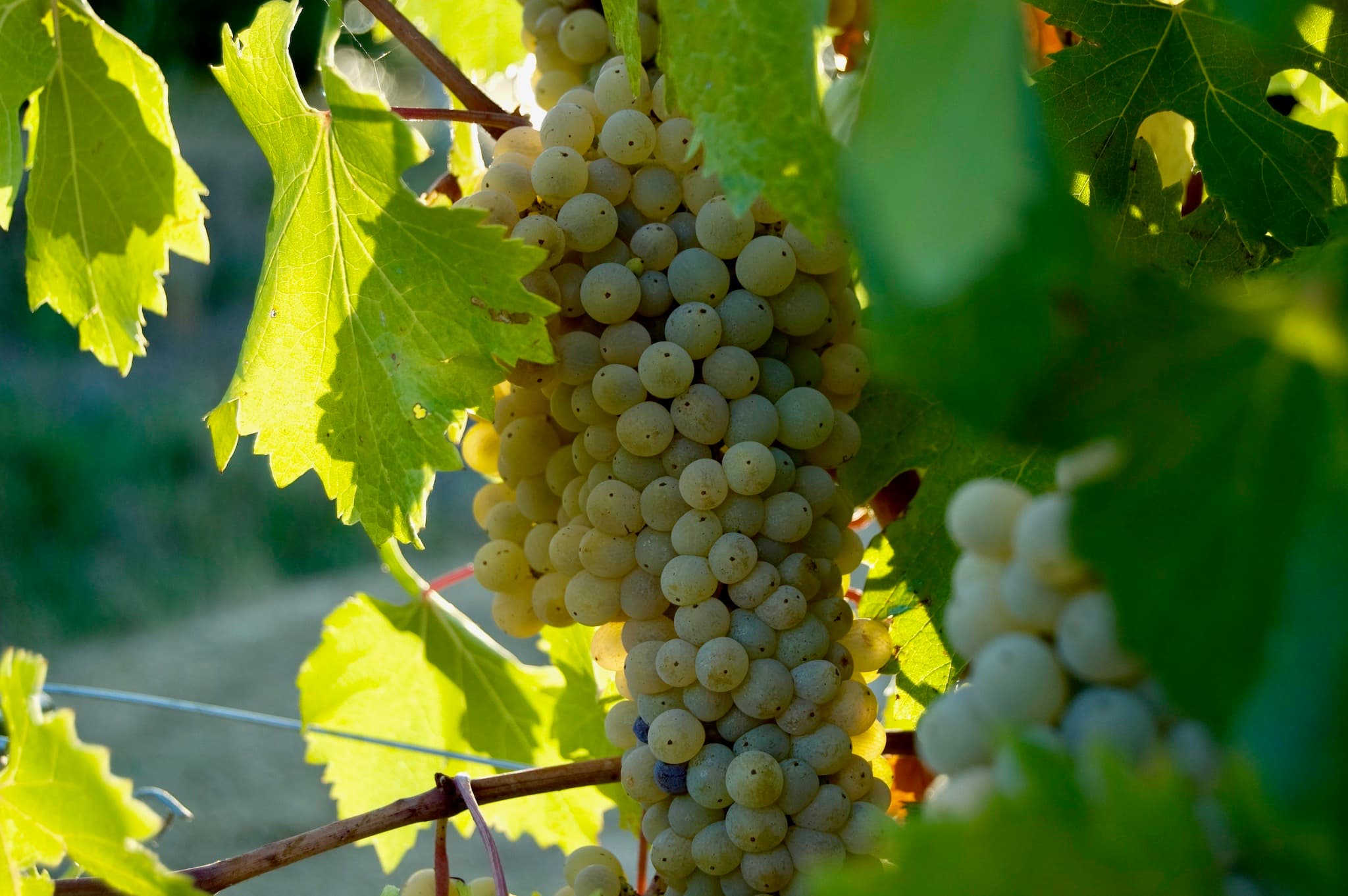 Vigneto, cantina o territorio del vino