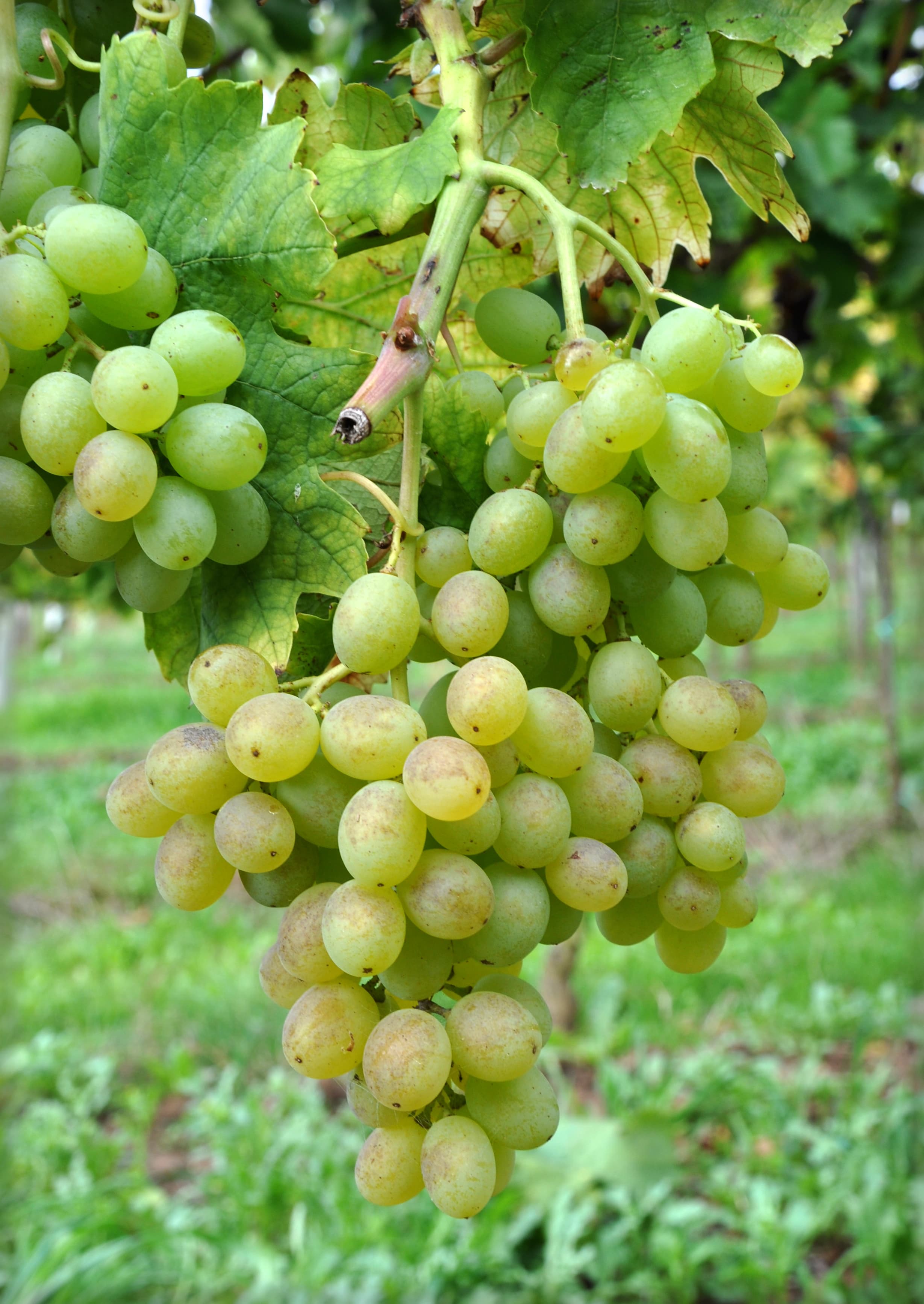 Vigneto, cantina o territorio del vino