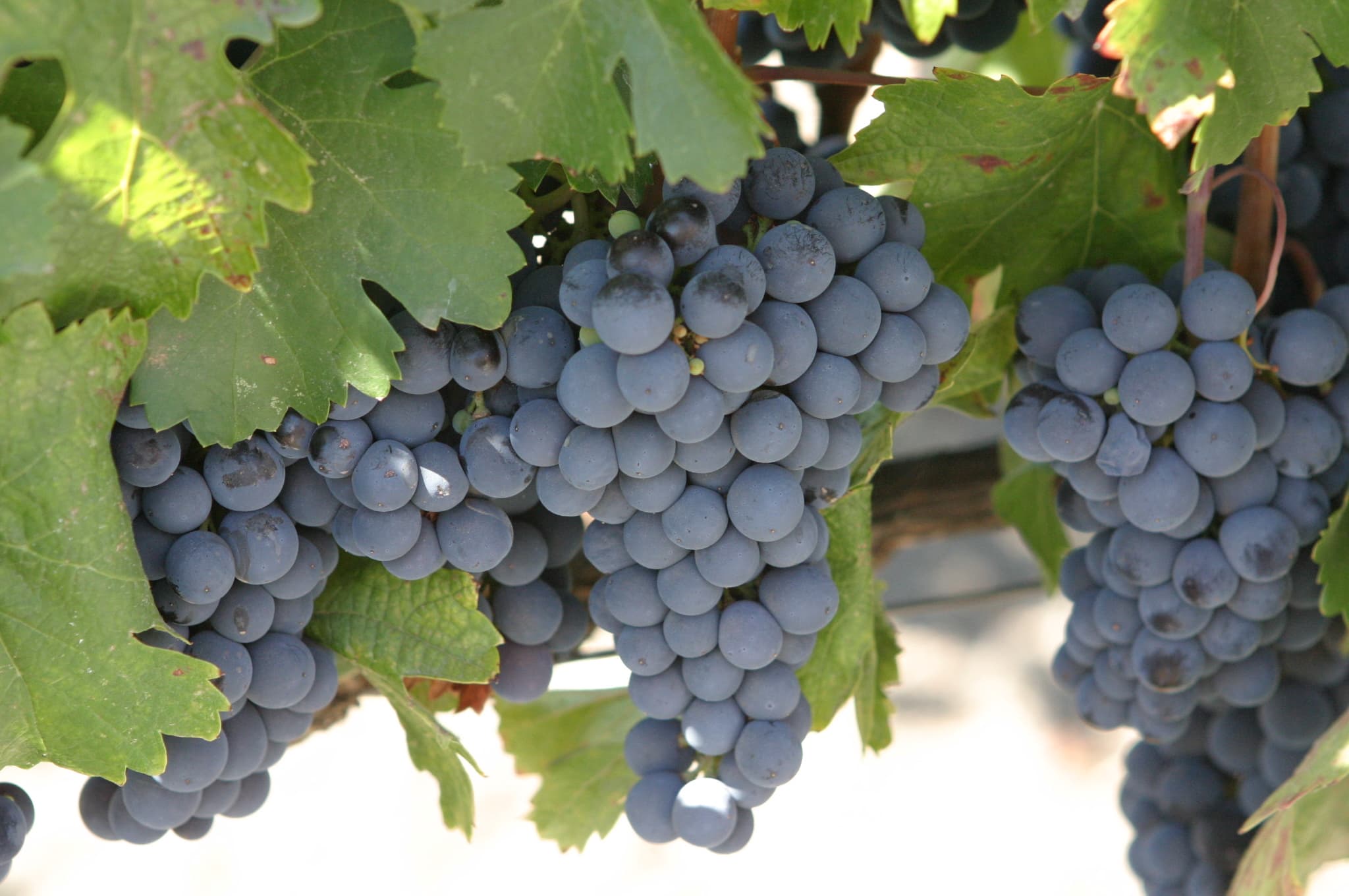 Vigneto, cantina o territorio del vino