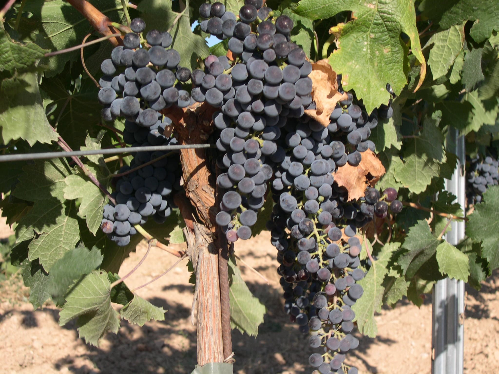 Vigneto, cantina o territorio del vino