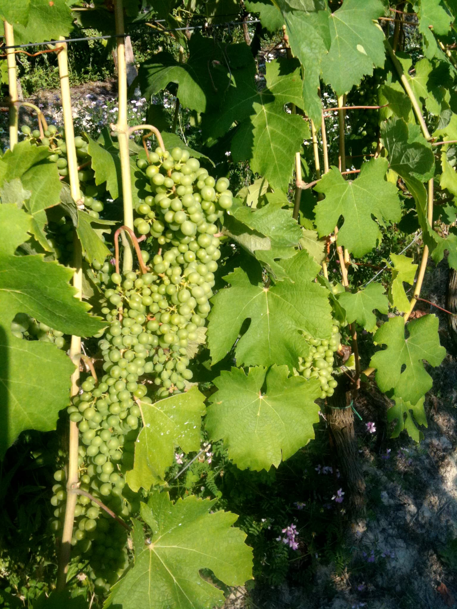 Vigneto, cantina o territorio del vino