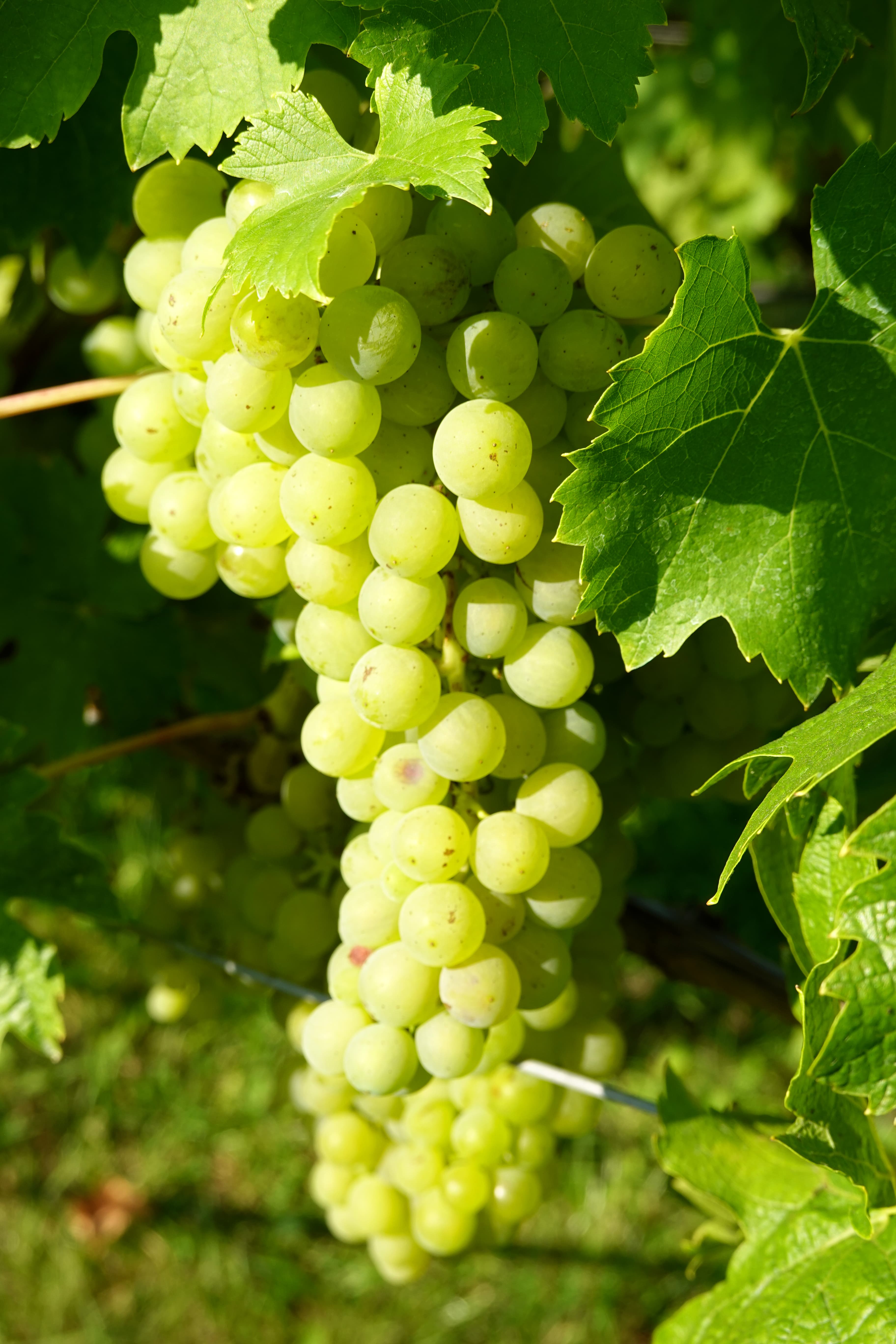 Vigneto, cantina o territorio del vino