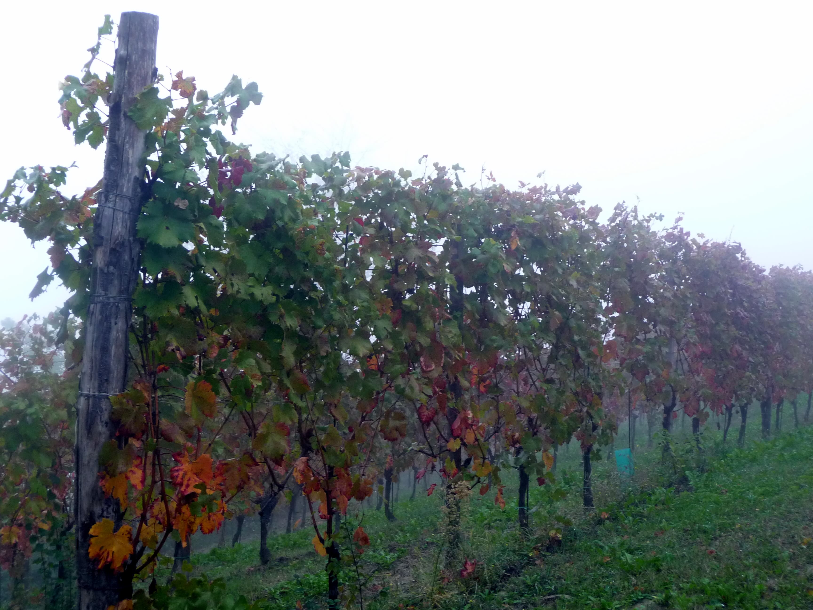 Vigneto, cantina o territorio del vino