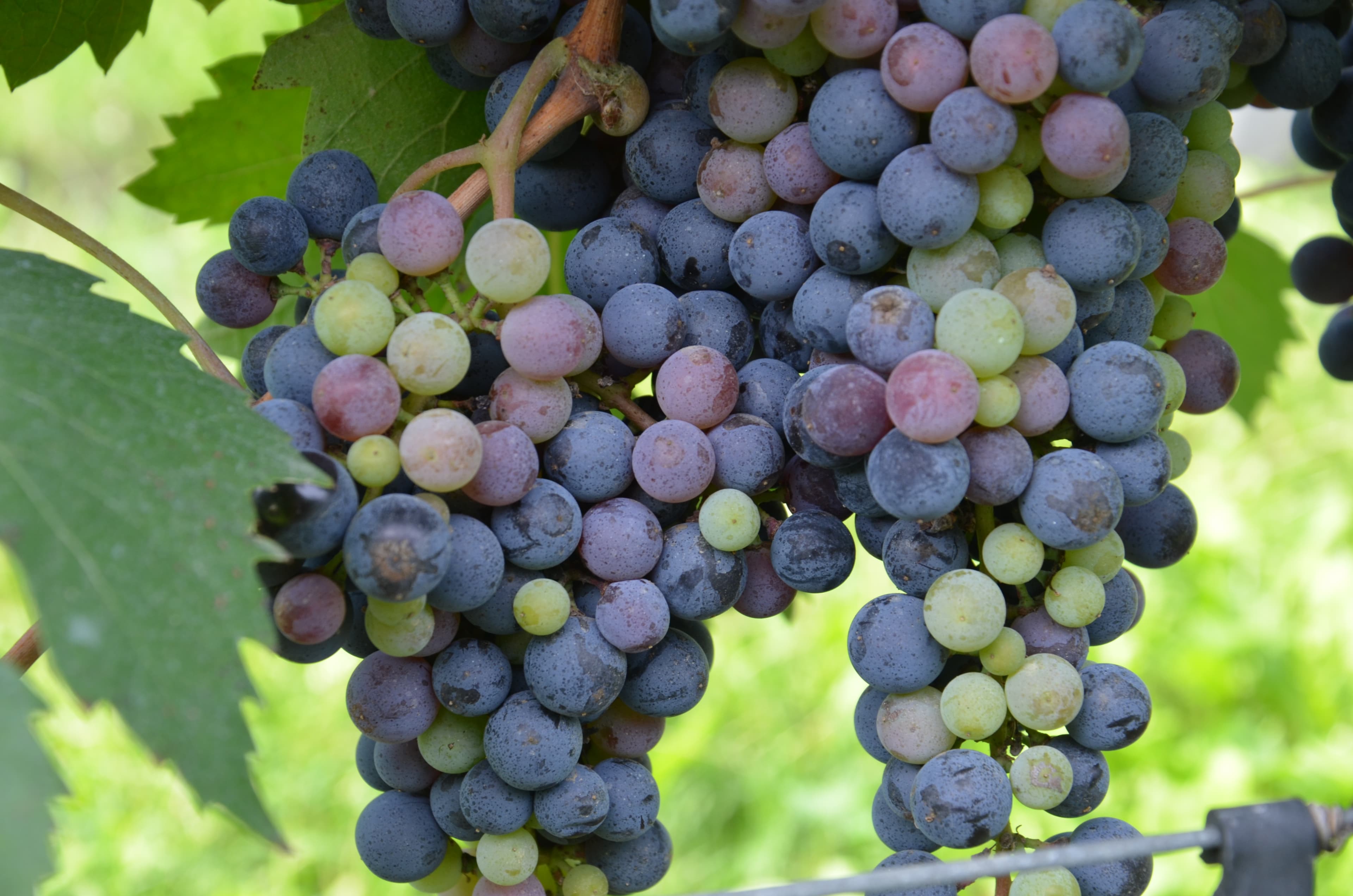 Vigneto, cantina o territorio del vino
