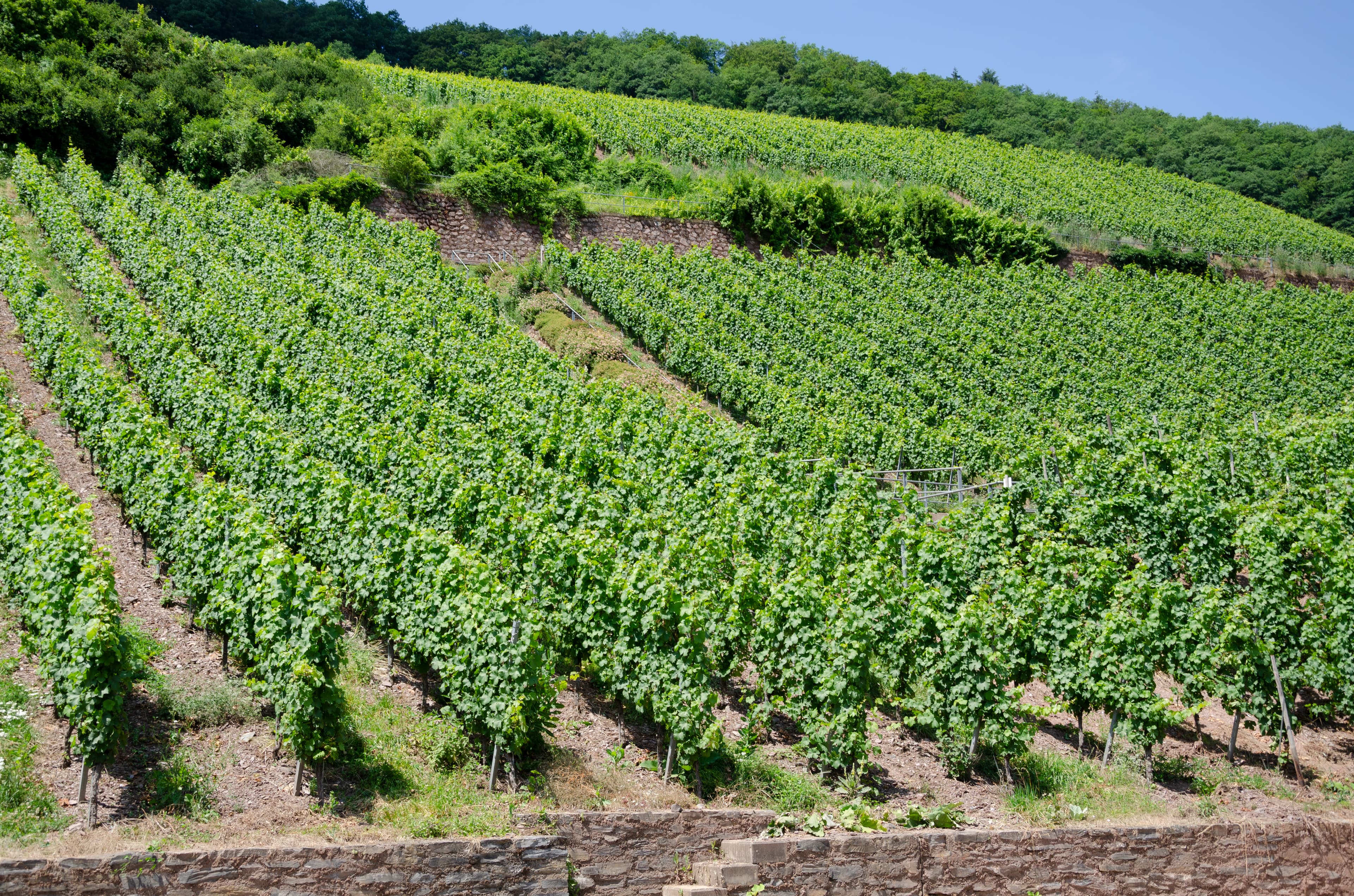 Vigneto, cantina o territorio del vino
