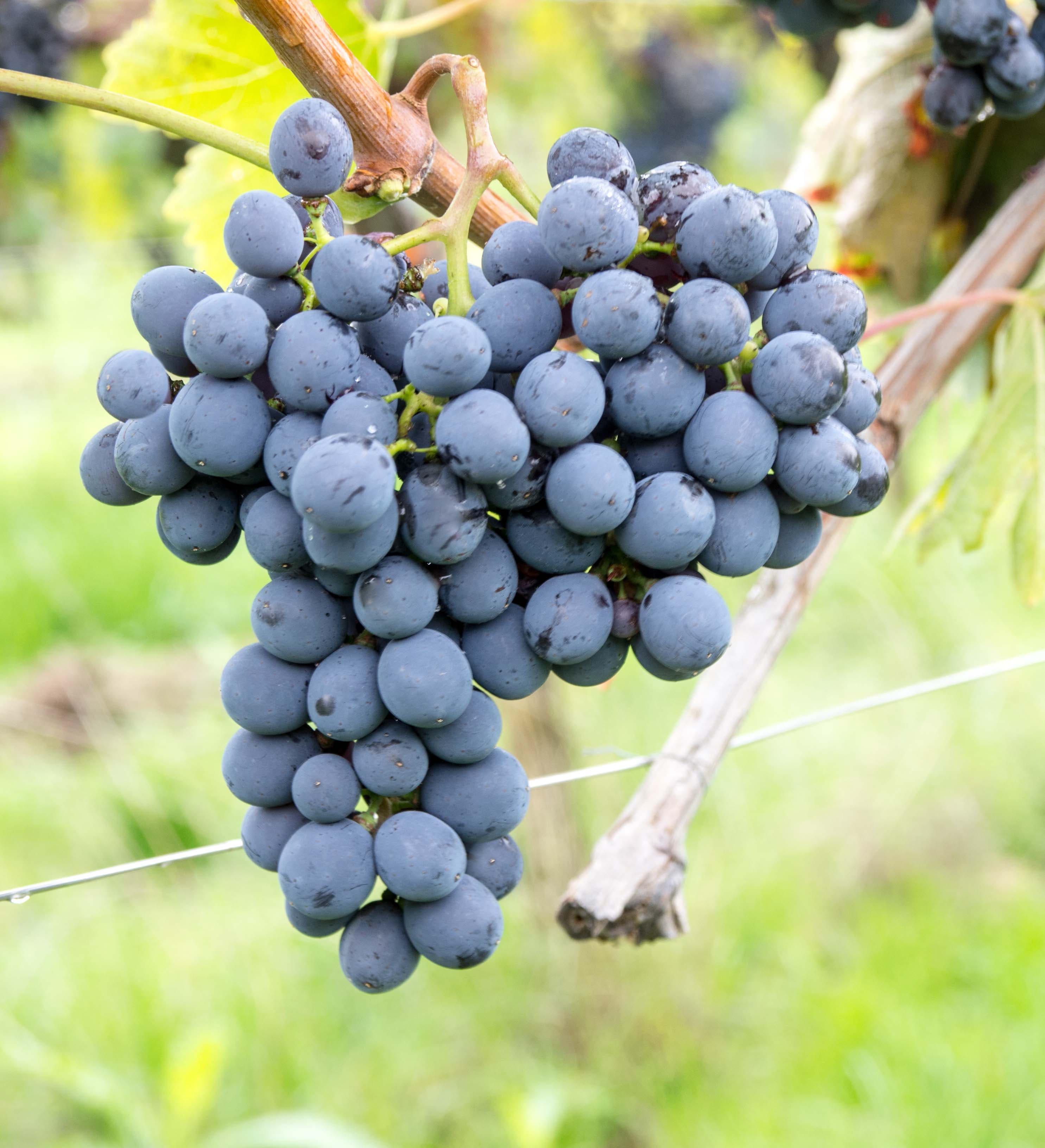 Vigneto, cantina o territorio del vino