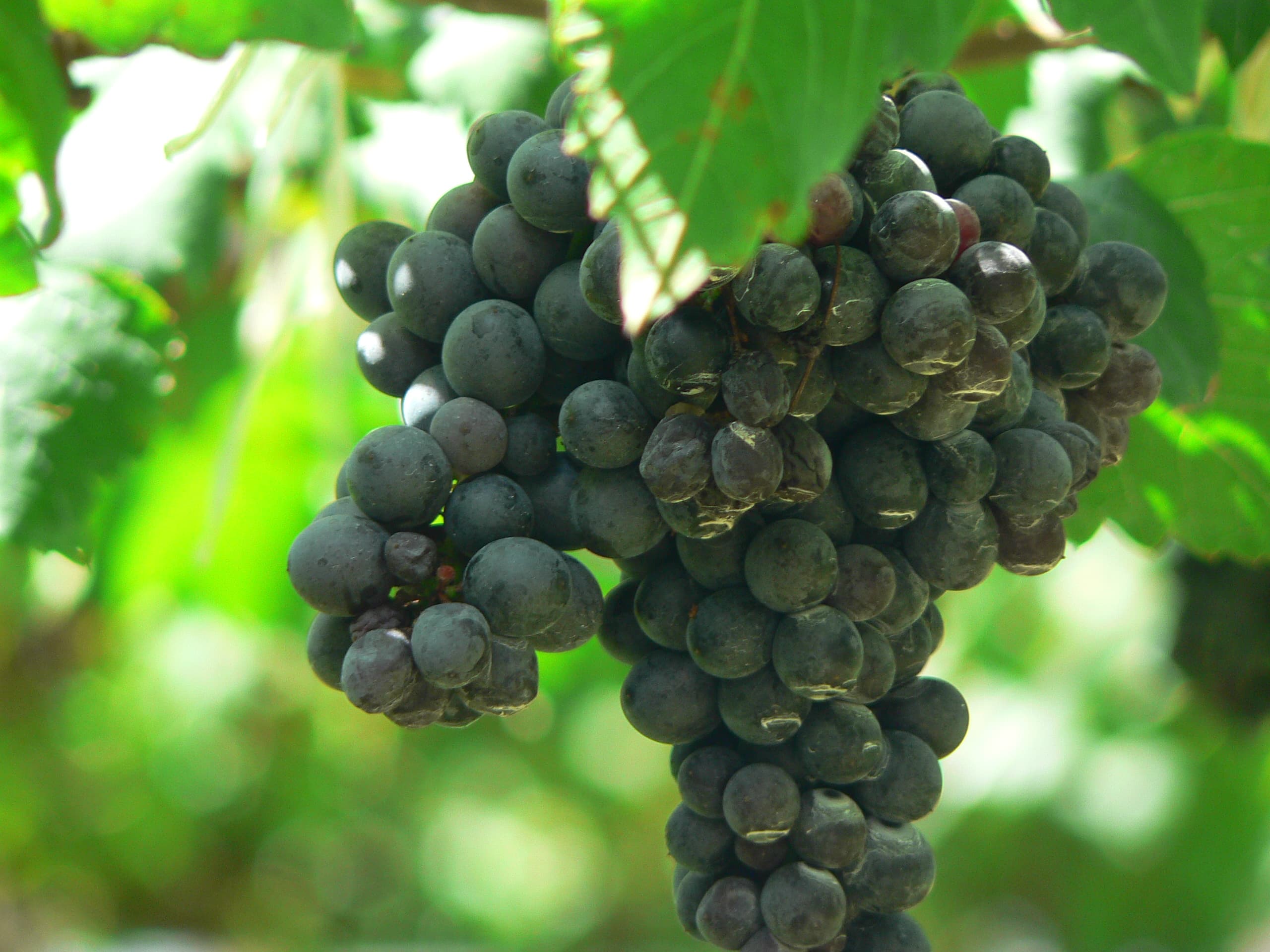 Vigneto, cantina o territorio del vino