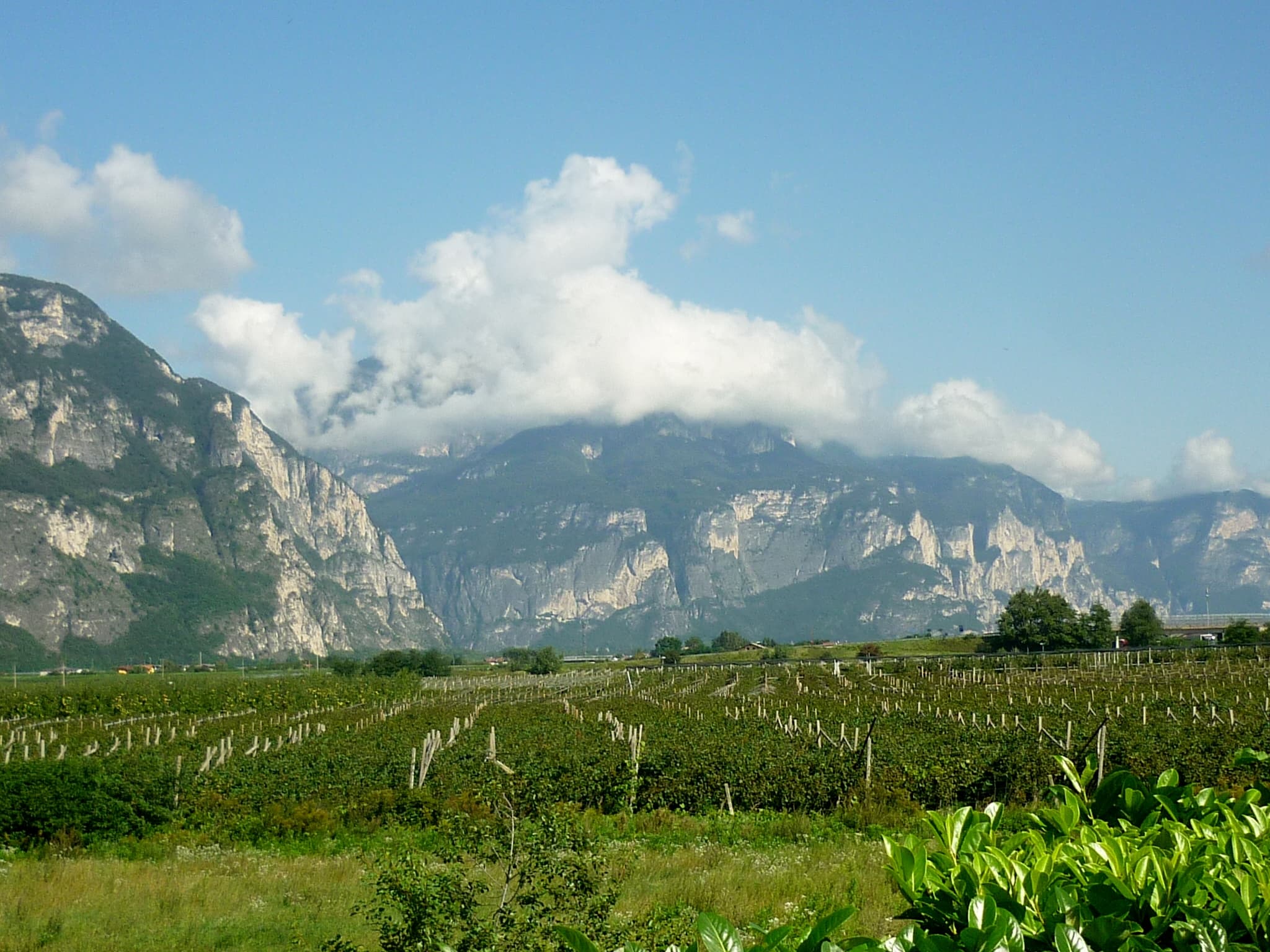Vigneto, cantina o territorio del vino