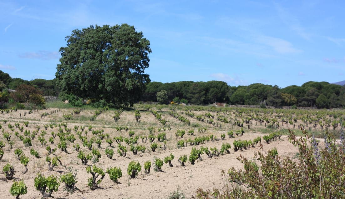 Vigneto, cantina o territorio del vino