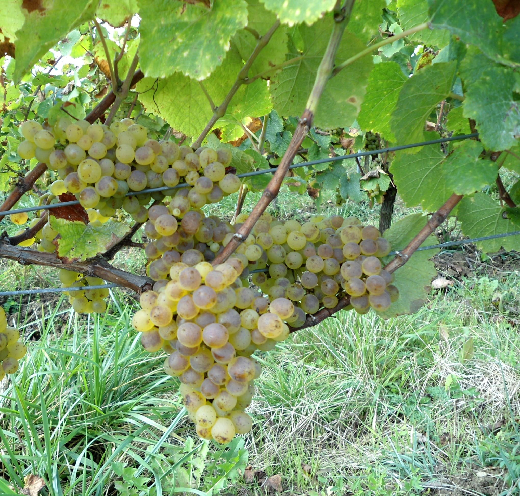 Vigneto, cantina o territorio del vino