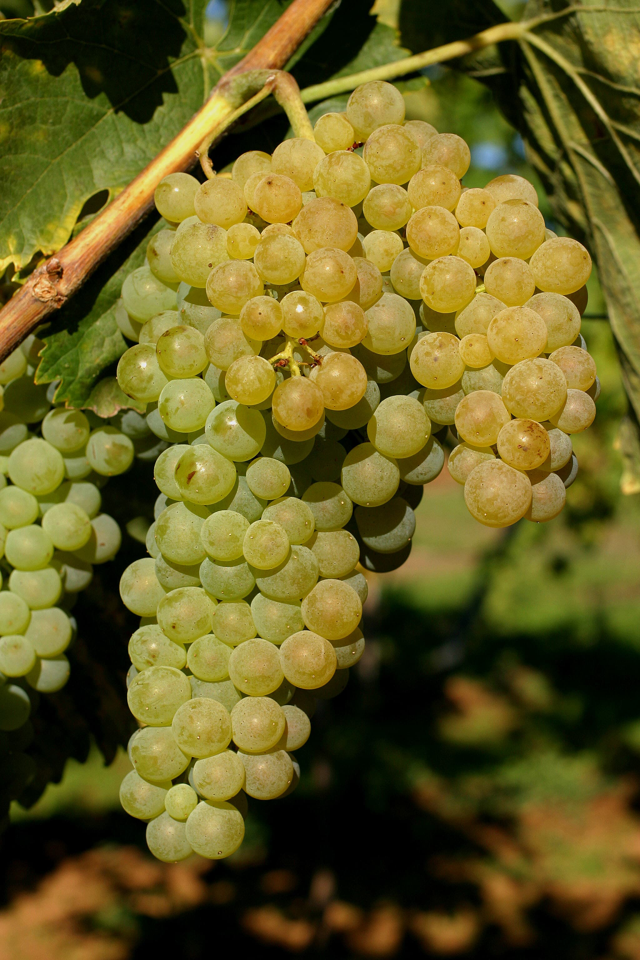Vigneto, cantina o territorio del vino