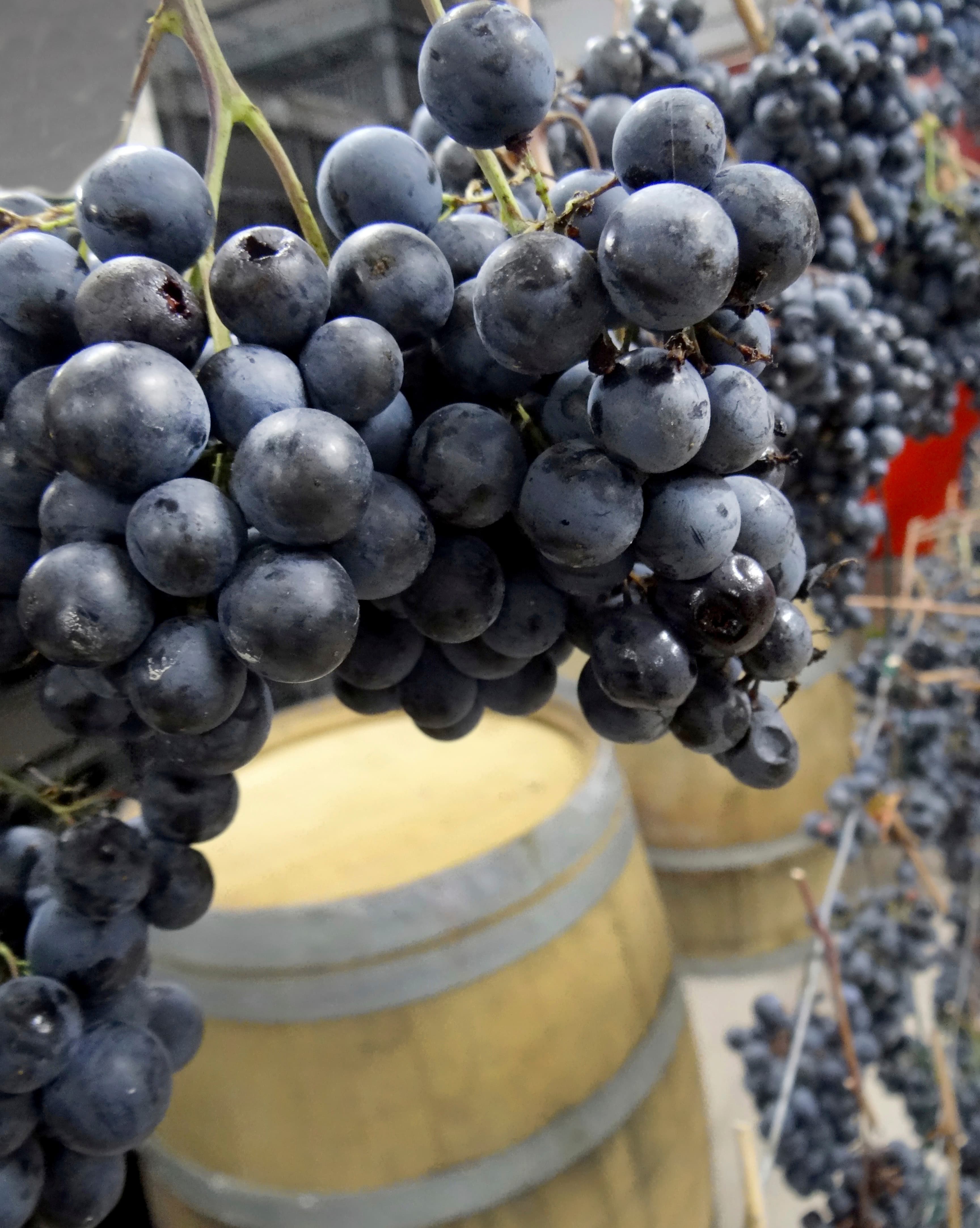 Vigneto, cantina o territorio del vino