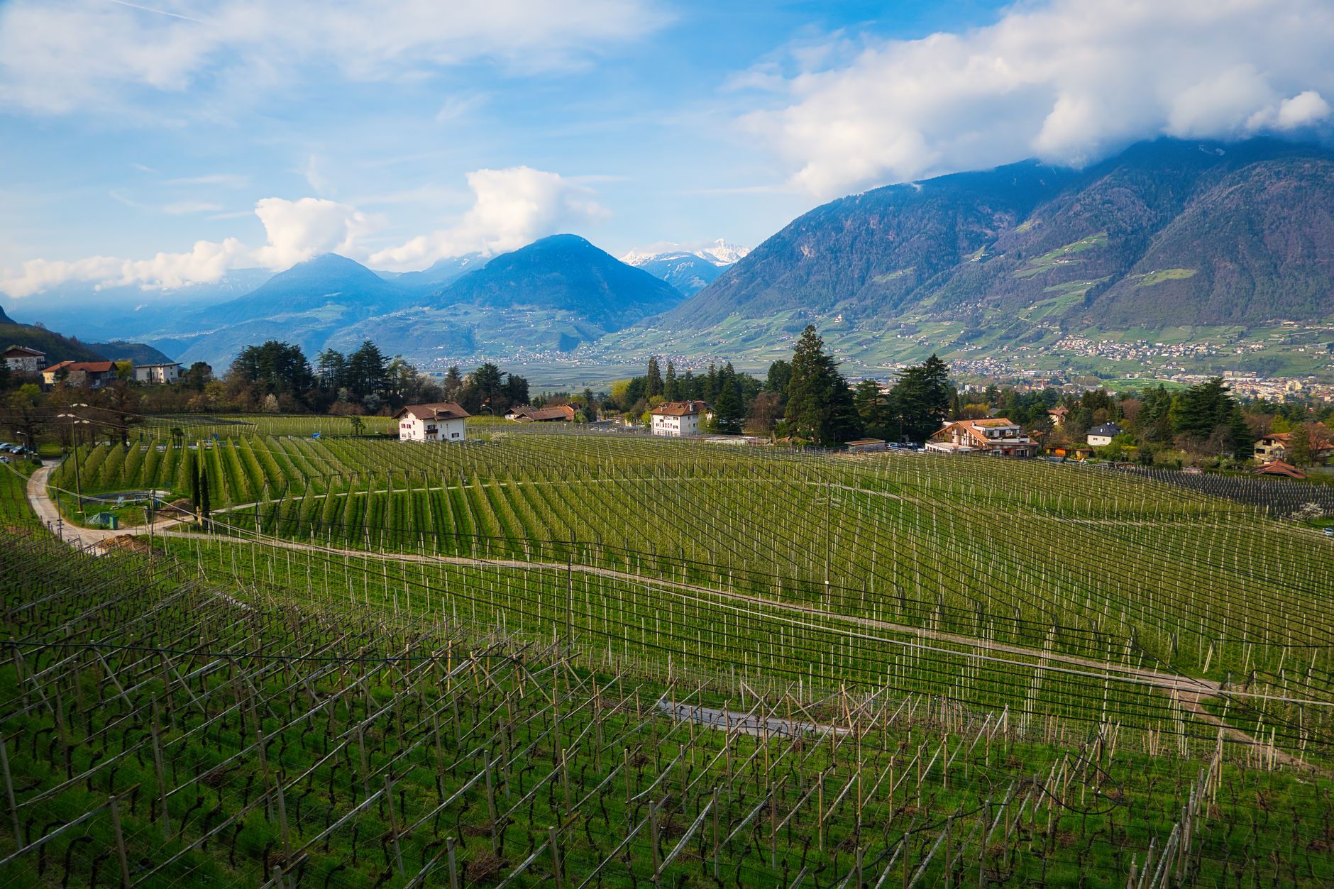 Vigneto alpino in Alto Adige